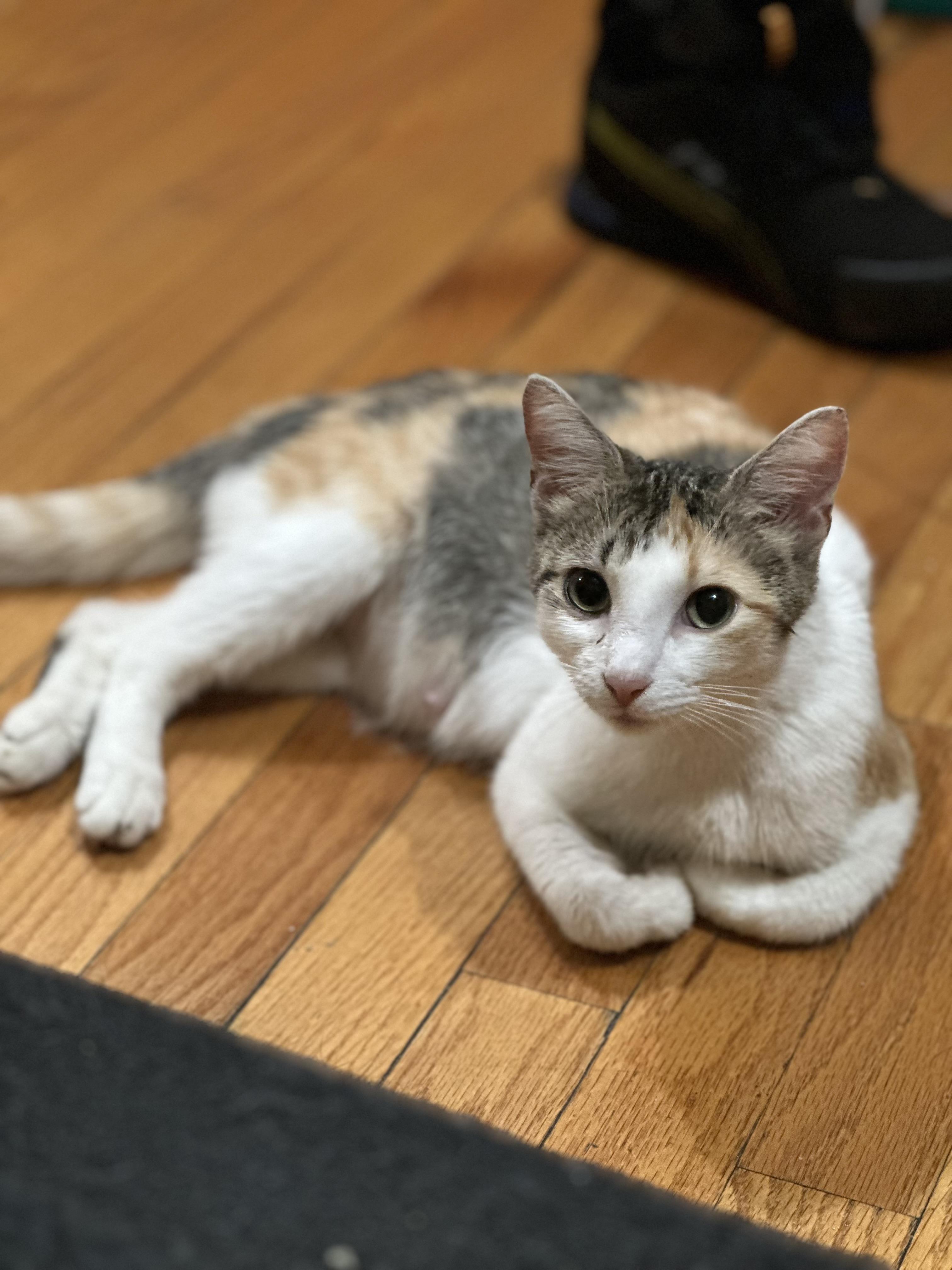 Star, a ADOPTABLE Domestic Short Hair in Pompton Lakes, NJ image 2/5