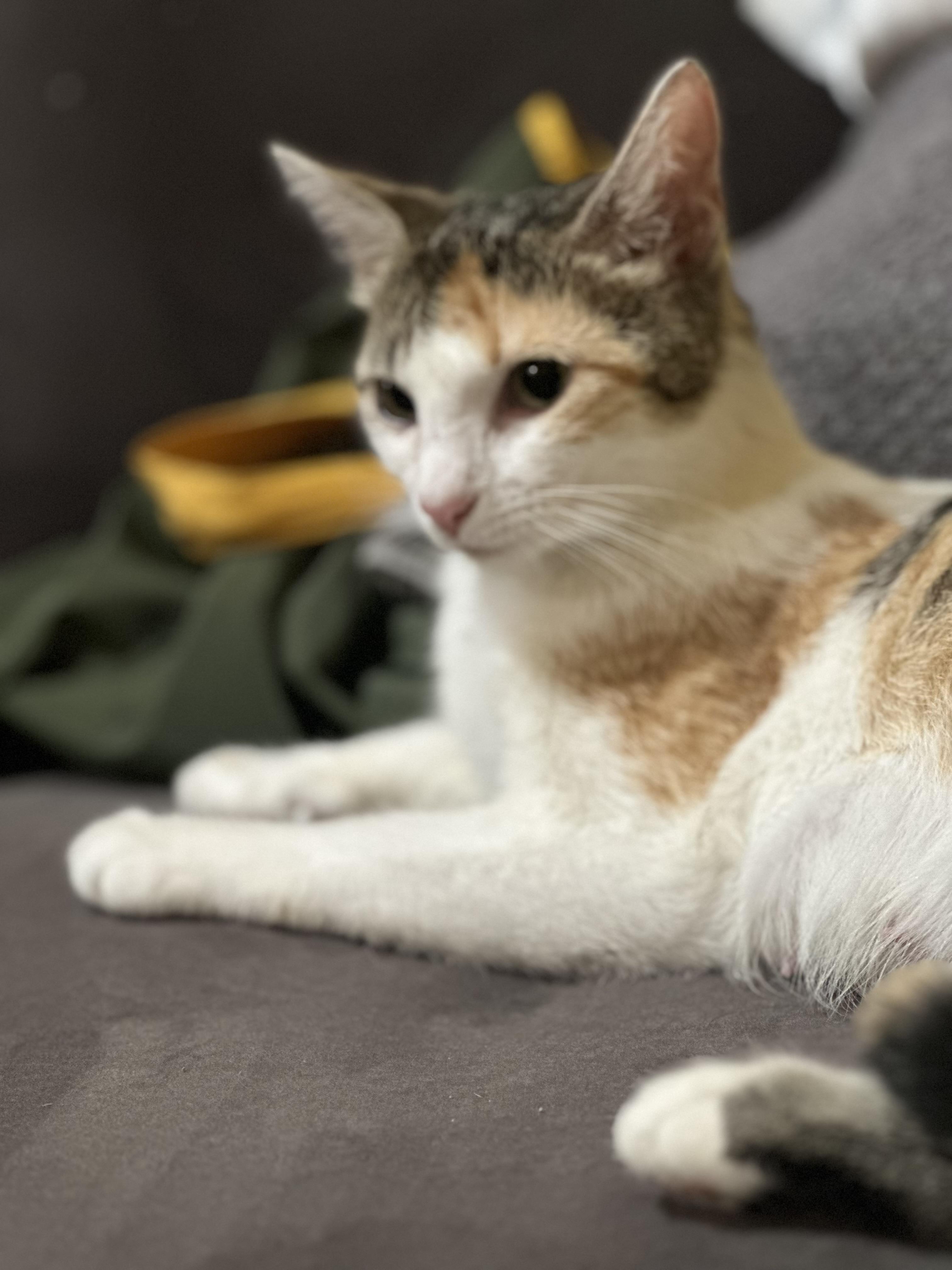 Star, a ADOPTABLE Domestic Short Hair in Pompton Lakes, NJ image 3/5