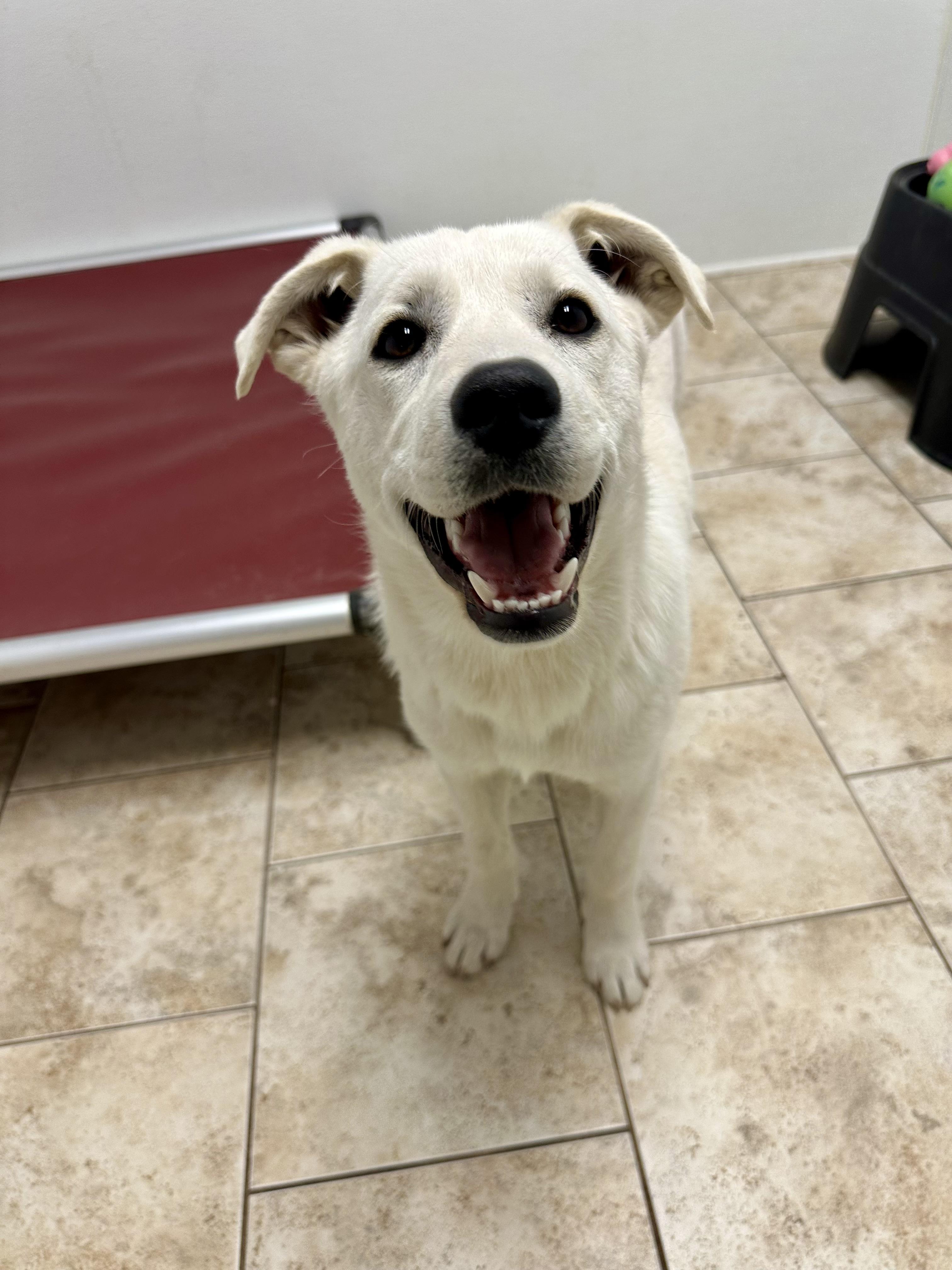 Alyssa, a ADOPTABLE mixed breed in Pacific, MO image 1/2