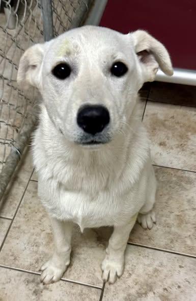 Alyssa, a ADOPTABLE mixed breed in Pacific, MO image 2/2