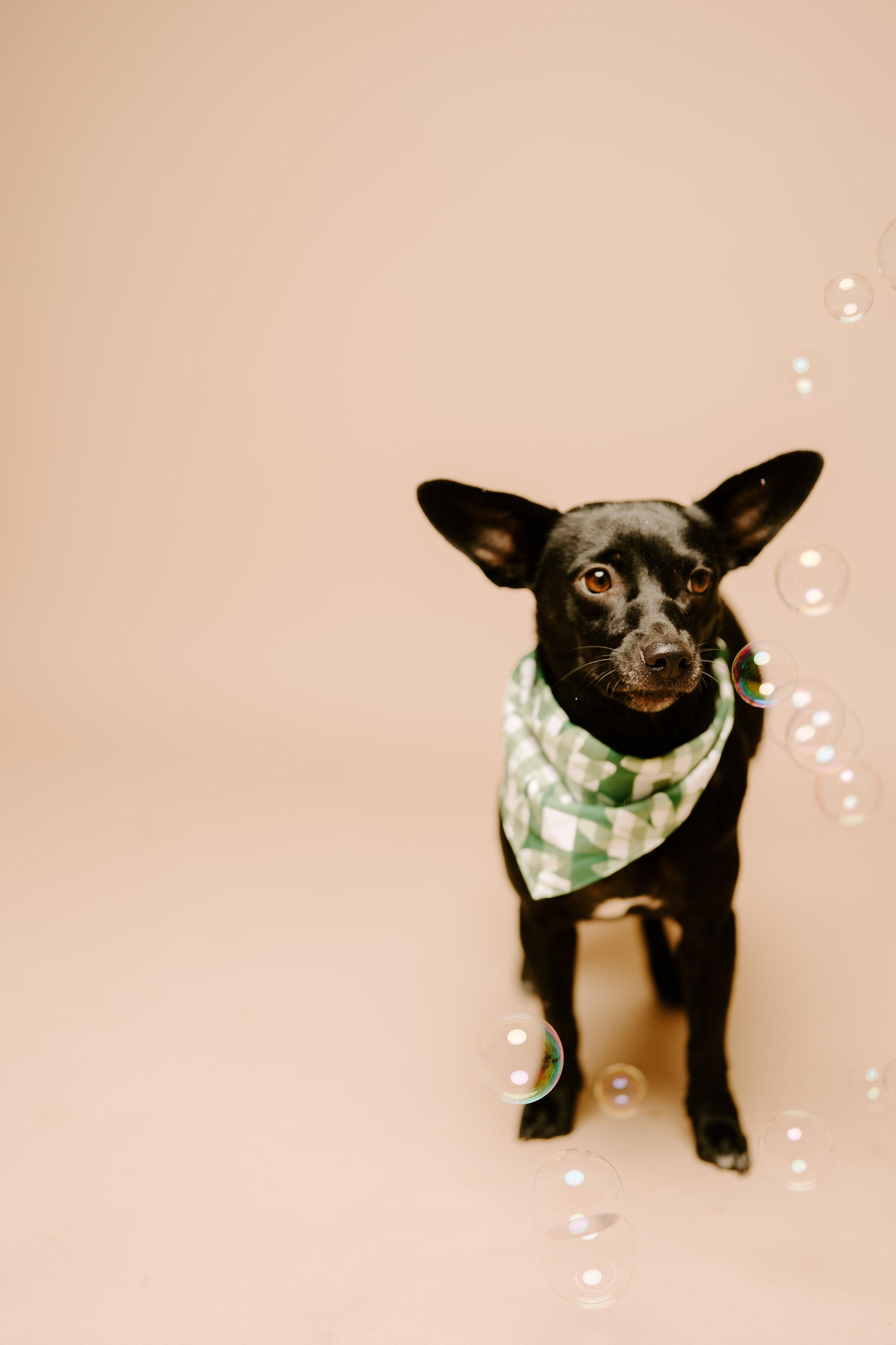 Blanche, Adult Female Chihuahua