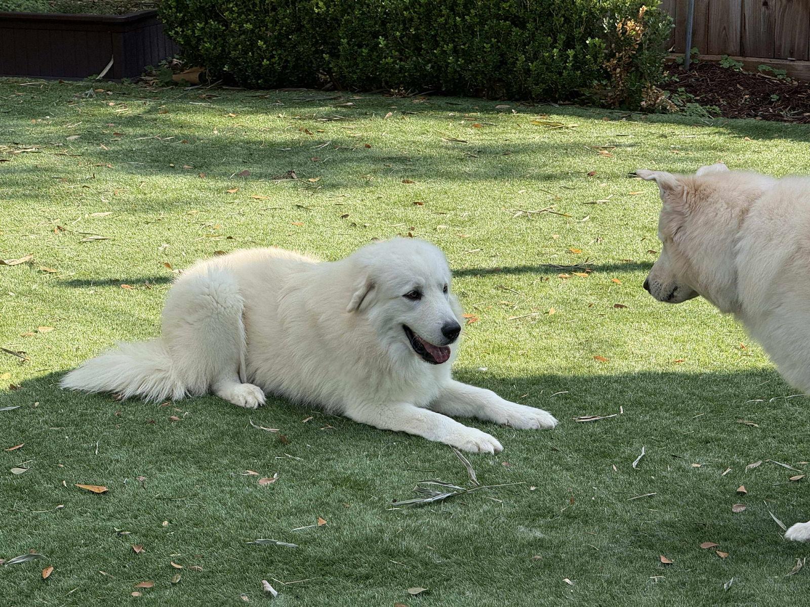 Oso (Stanley at adoption), Adopted, Puppy Male Great Pyrenees.
