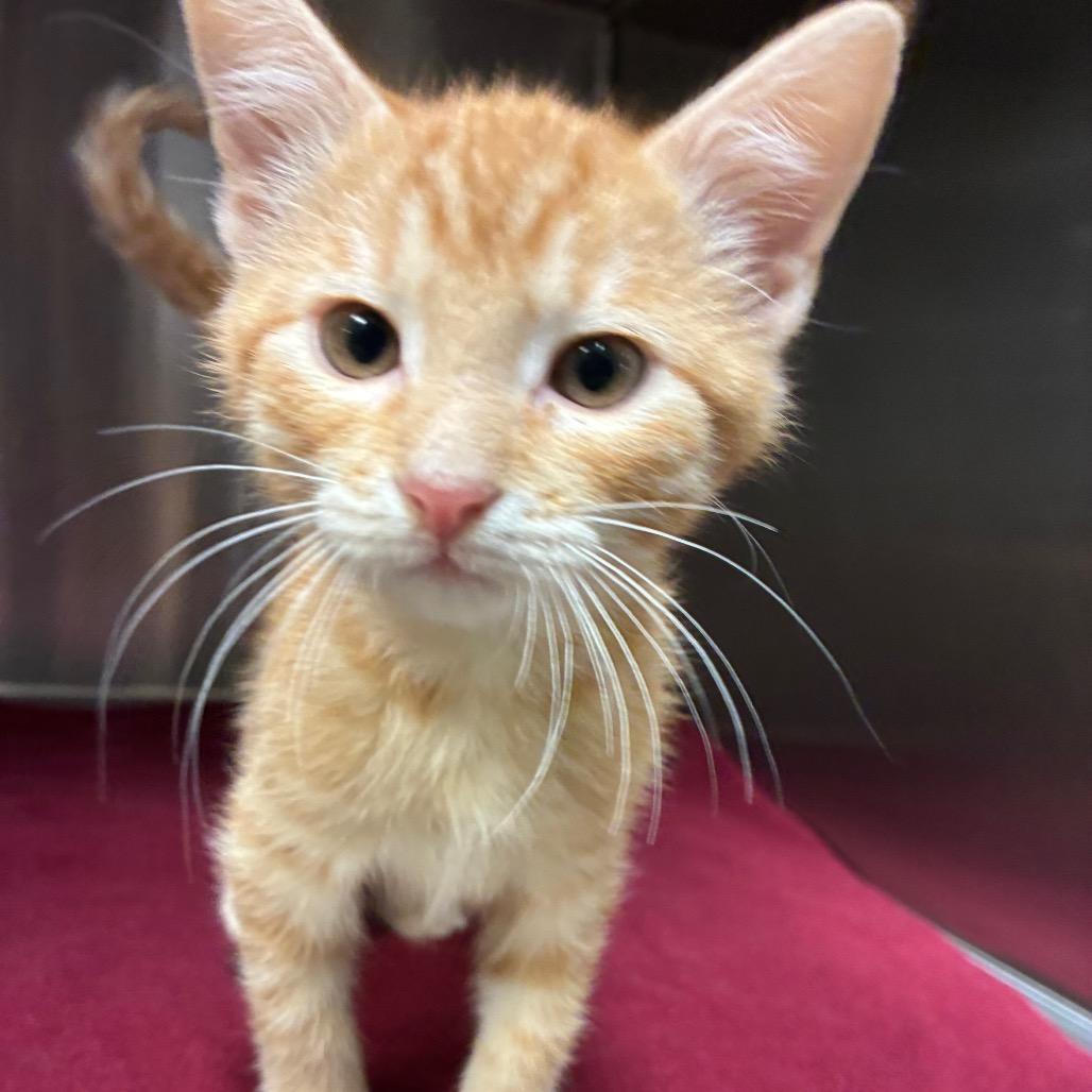 Enlarge Auburn, a Adoptable Domestic Short Hair in Bryan, TX image 1/5