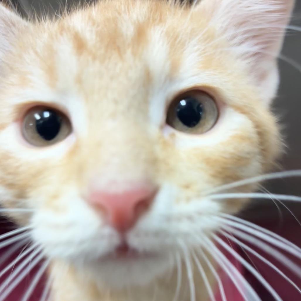 Enlarge Auburn, a Adoptable Domestic Short Hair in Bryan, TX image 2/5