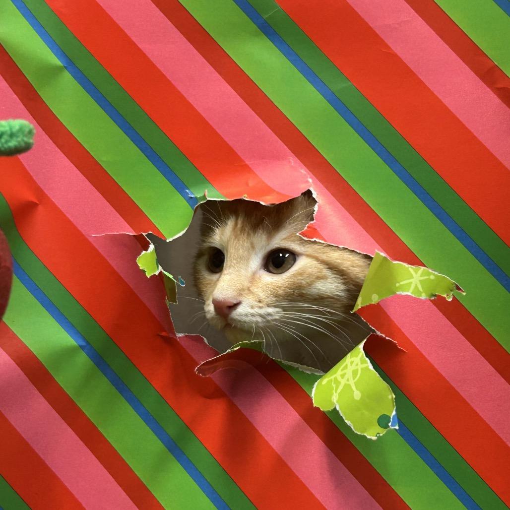 Enlarge Auburn, a Adoptable Domestic Short Hair in Bryan, TX image 3/5