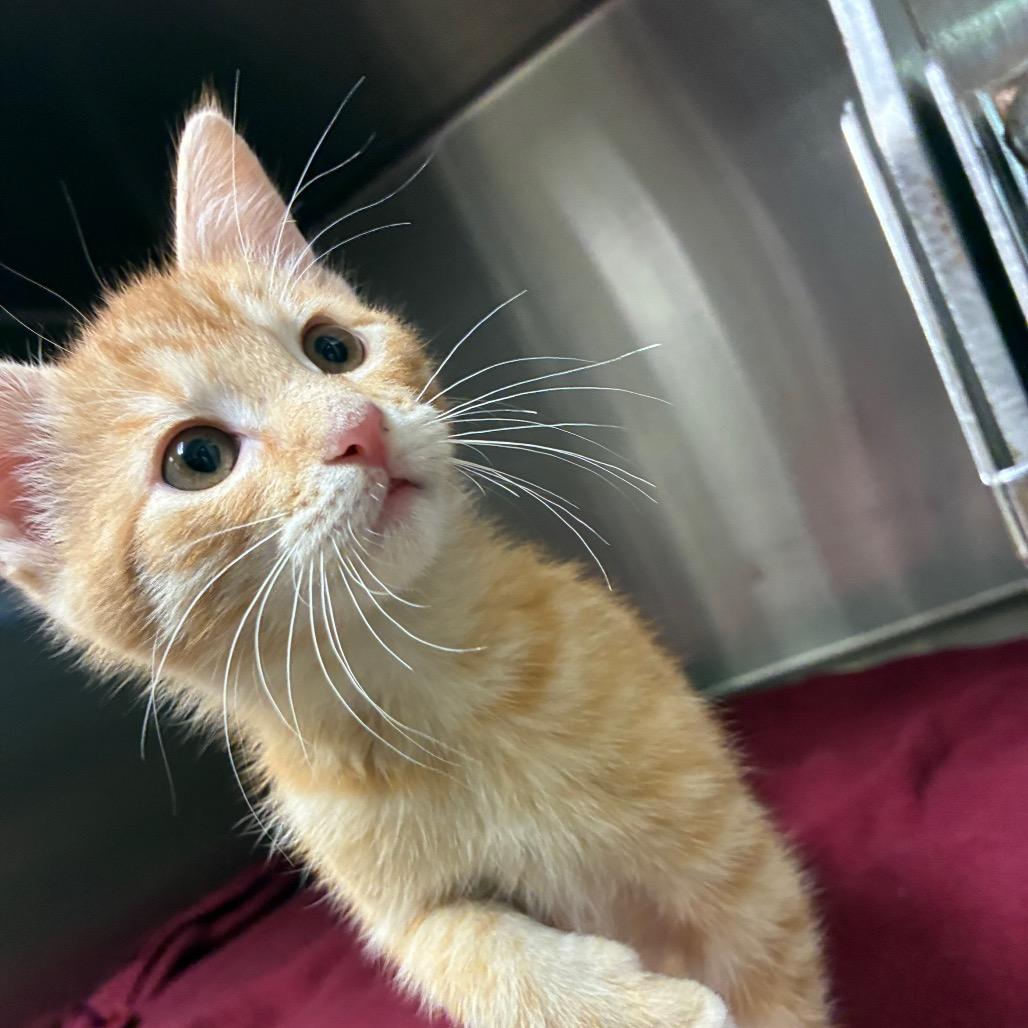 Enlarge Auburn, a Adoptable Domestic Short Hair in Bryan, TX image 4/5