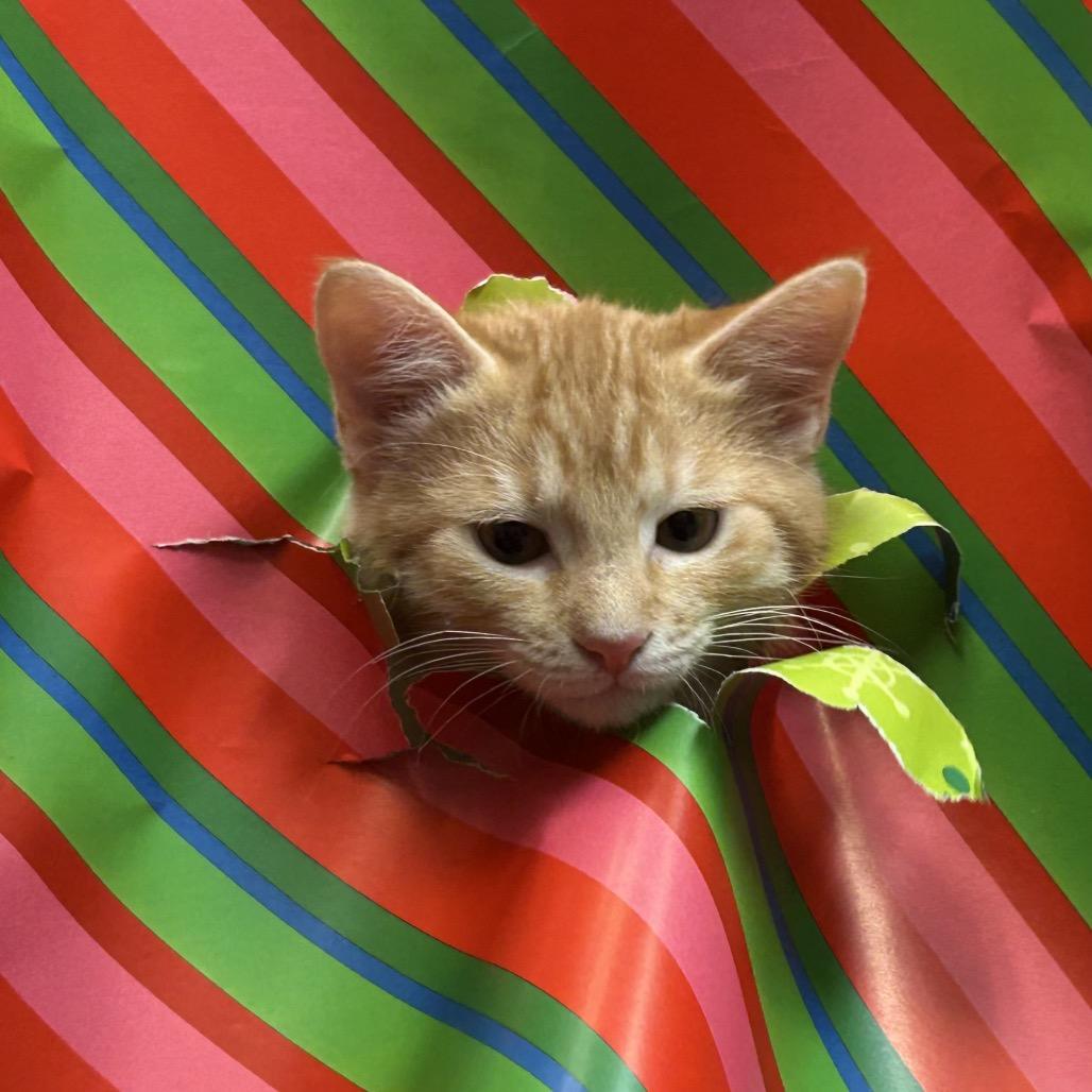 Enlarge Auburn, a Adoptable Domestic Short Hair in Bryan, TX image 5/5