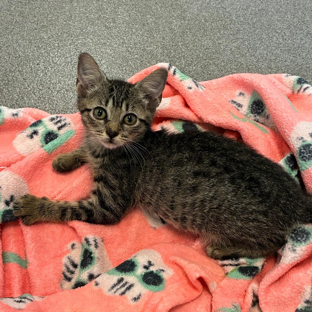 Root Pack, Adoptable, Kitten Female Domestic Short Hair.