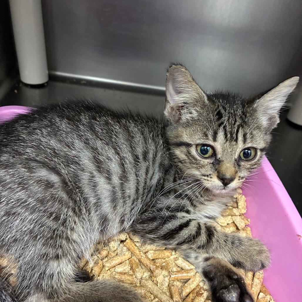 Enlarge Root Pack, a Adoptable Domestic Short Hair in Carencro, LA image 2/3