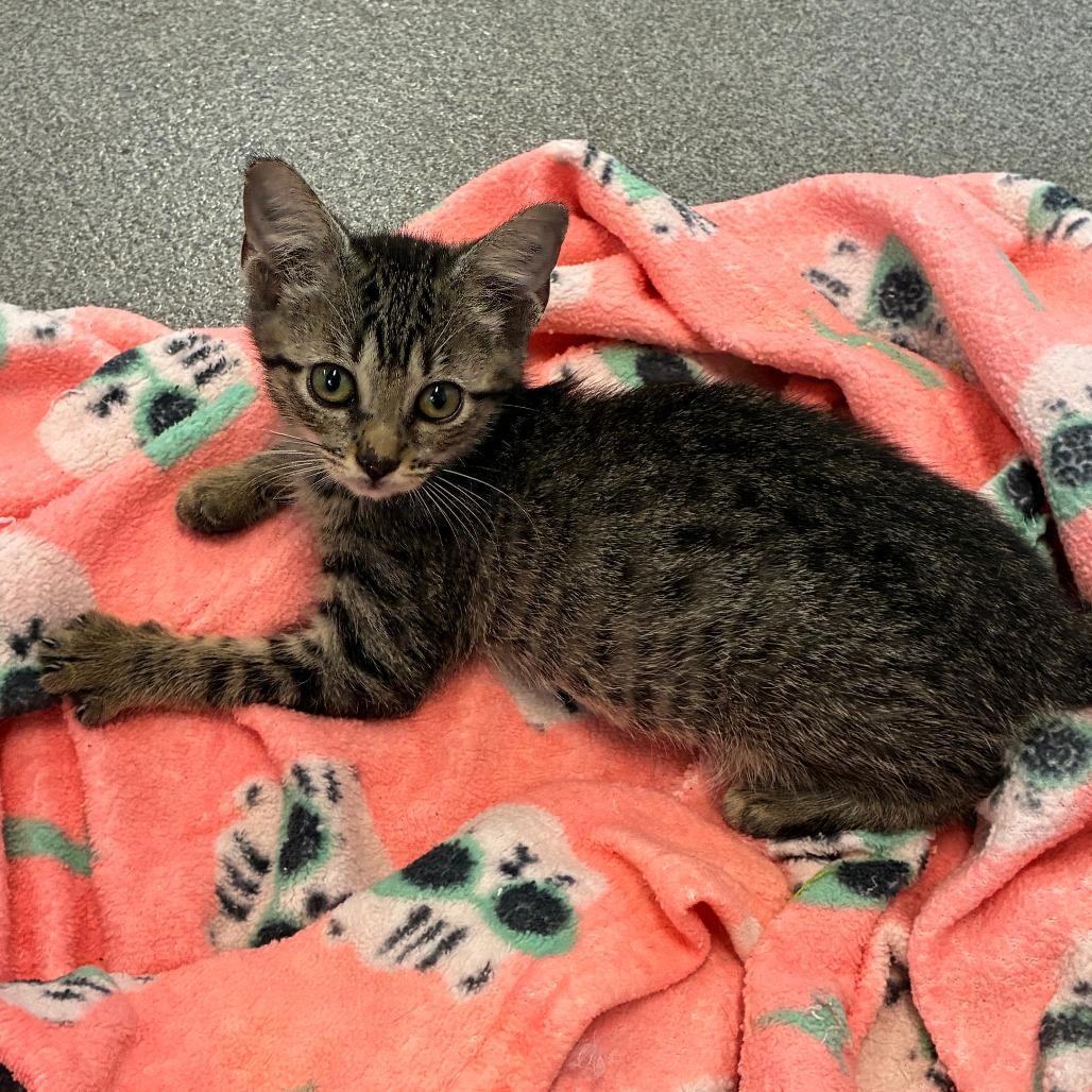 Enlarge Root Pack, a Adoptable Domestic Short Hair in Carencro, LA image 3/3