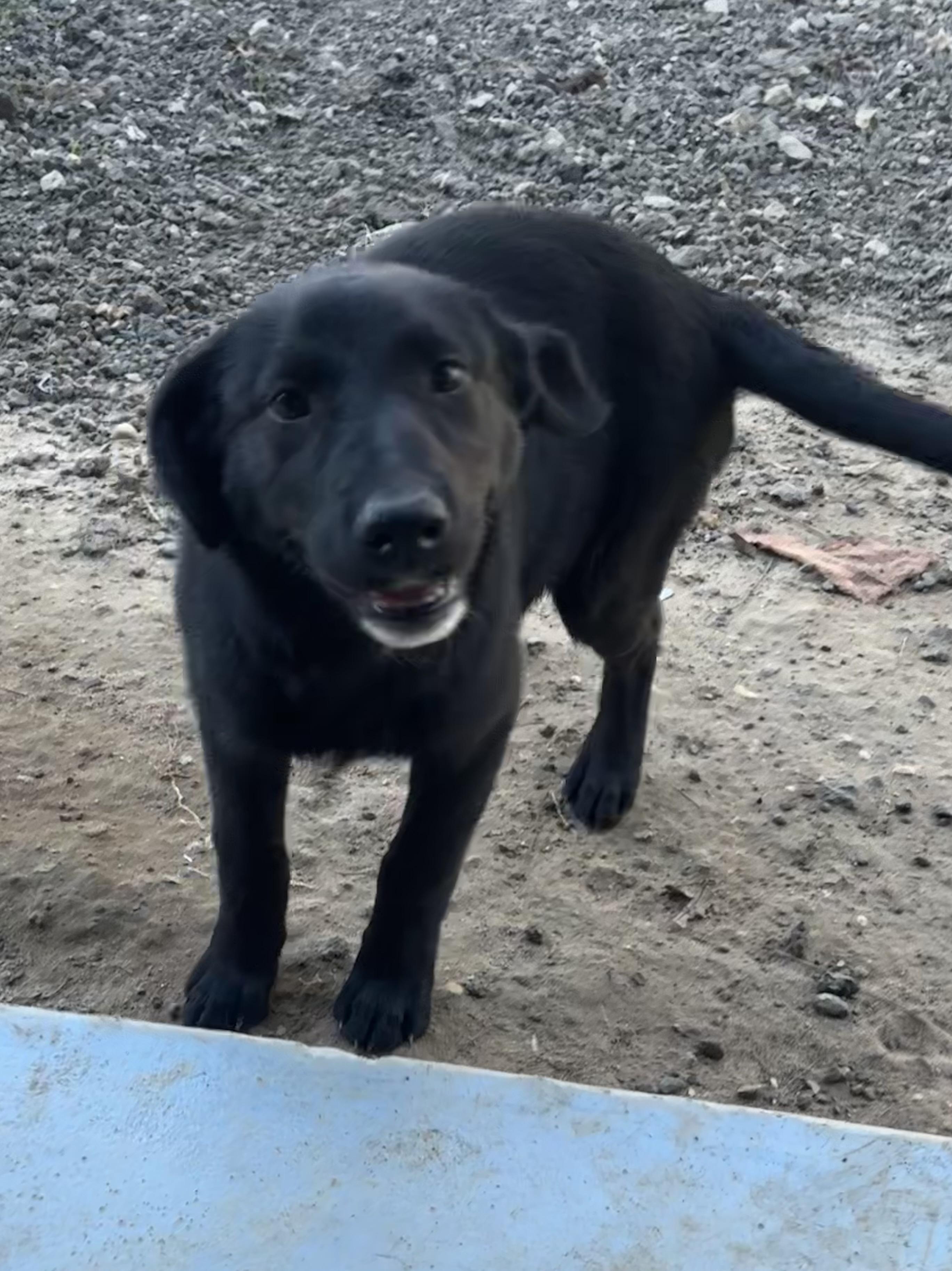 Jeannie, ADOPTABLE, Young Female Black Labrador Retriever.