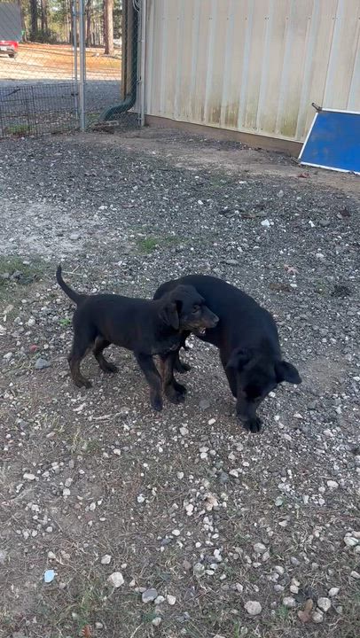 Enlarge Jeannie, a ADOPTABLE mixed breed in Coldspring, TX video 3/3
