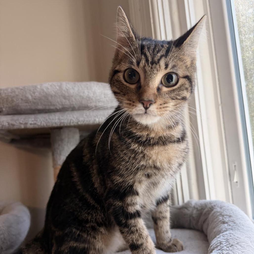 Reese, Adoptable, Young Male Domestic Short Hair.