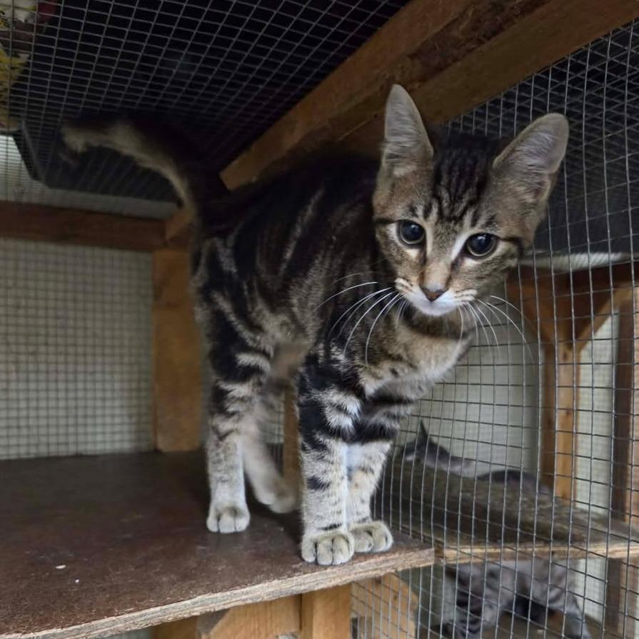 Enlarge Reese, a Adoptable Domestic Short Hair in Madison, WI image 2/5