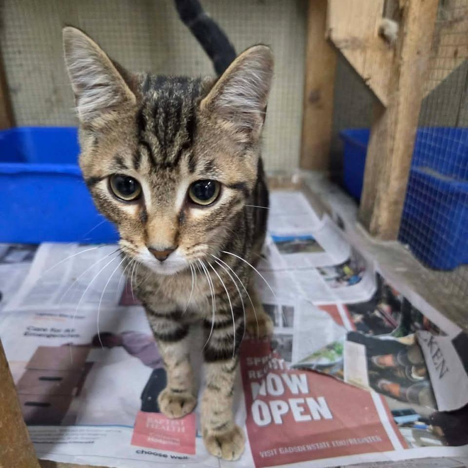 Enlarge Reese, a Adoptable Domestic Short Hair in Madison, WI image 3/5
