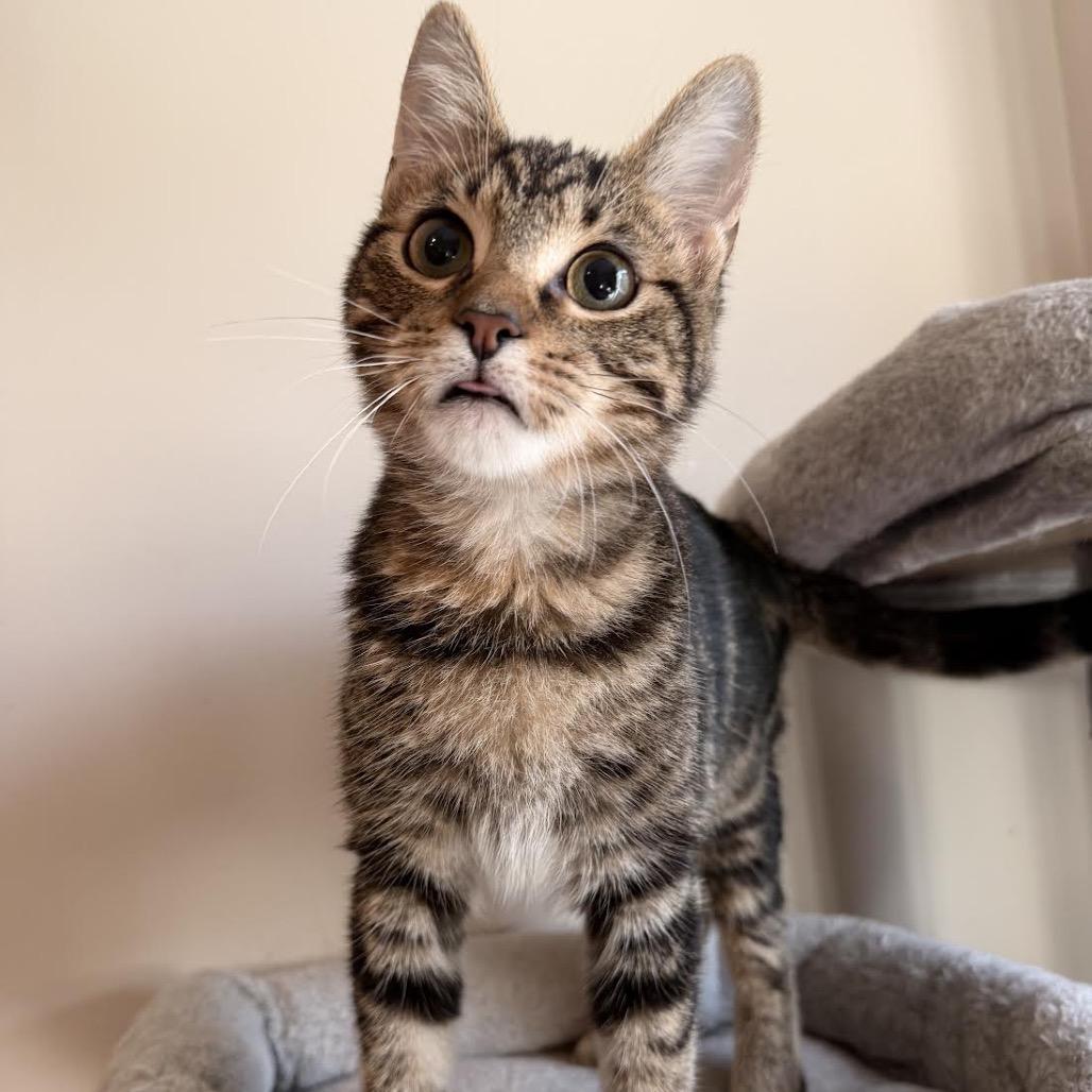 Enlarge Reese, a Adoptable Domestic Short Hair in Madison, WI image 4/5