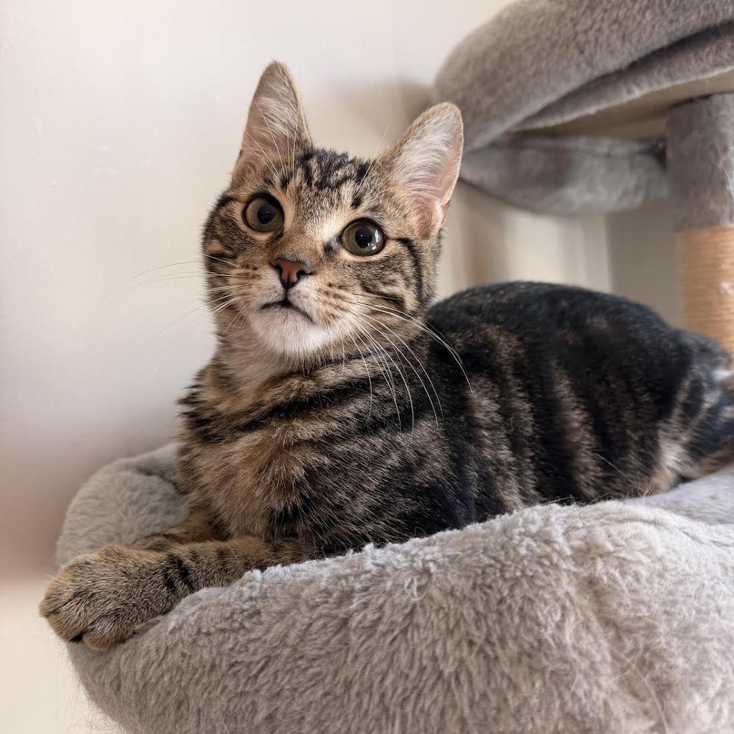 Enlarge Reese, a Adoptable Domestic Short Hair in Madison, WI image 5/5