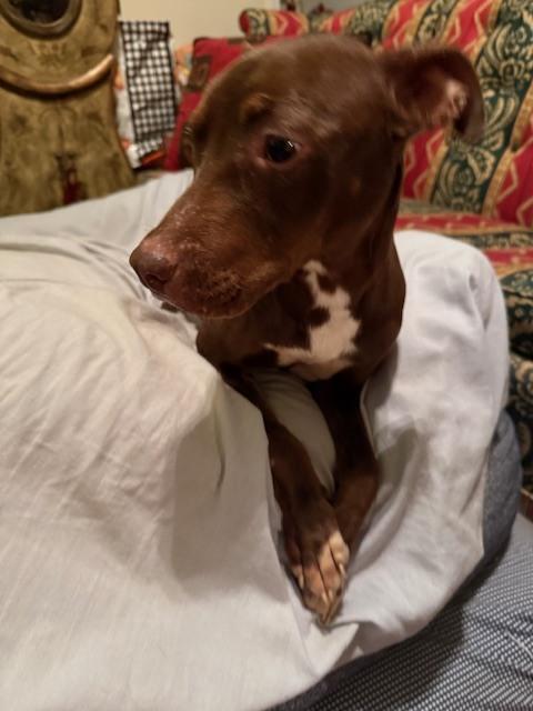 Kenzie, a Adoptable mixed breed in Douglasville, GA image 1/3