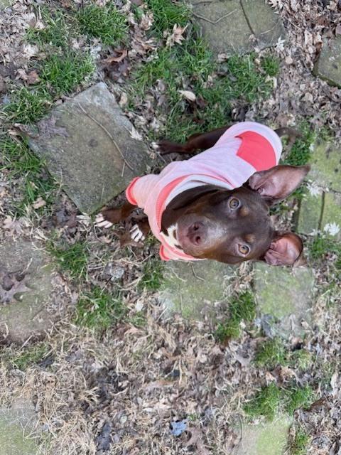 Kenzie, a Adoptable mixed breed in Douglasville, GA image 2/3