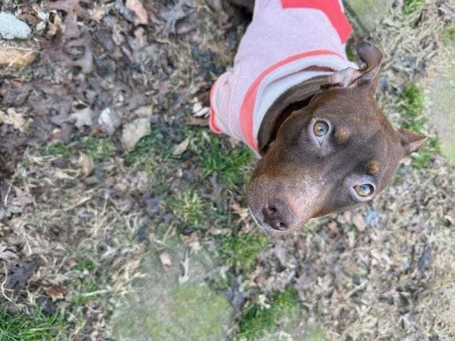 Kenzie, a Adoptable mixed breed in Douglasville, GA image 3/3