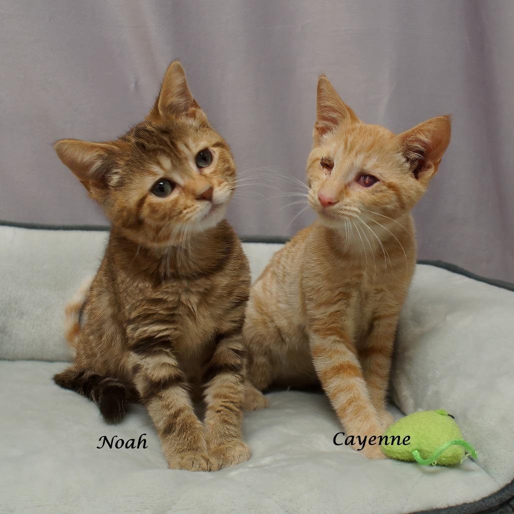 Noah C25-112, Adoptable, Young Male Domestic Short Hair.