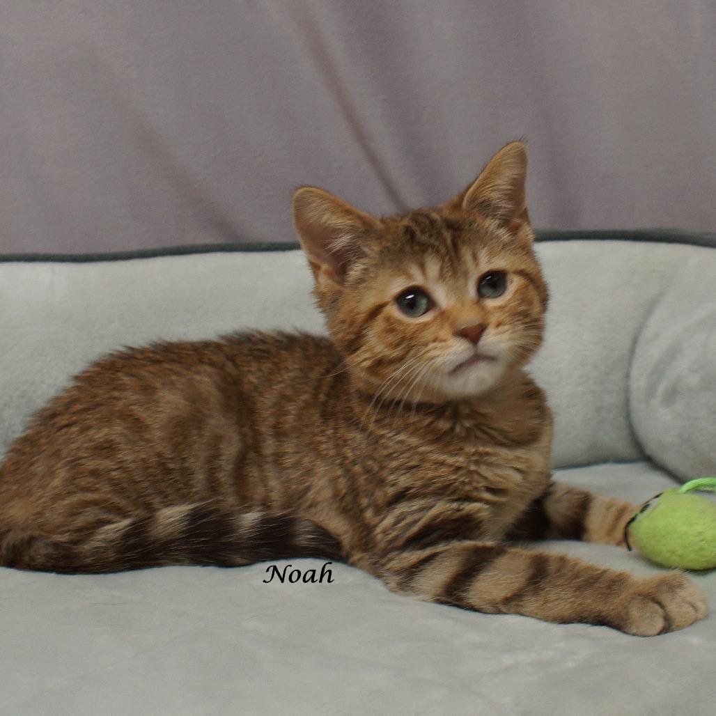 Enlarge Noah C25-112, a Adoptable Domestic Short Hair in Lebanon, TN image 3/3