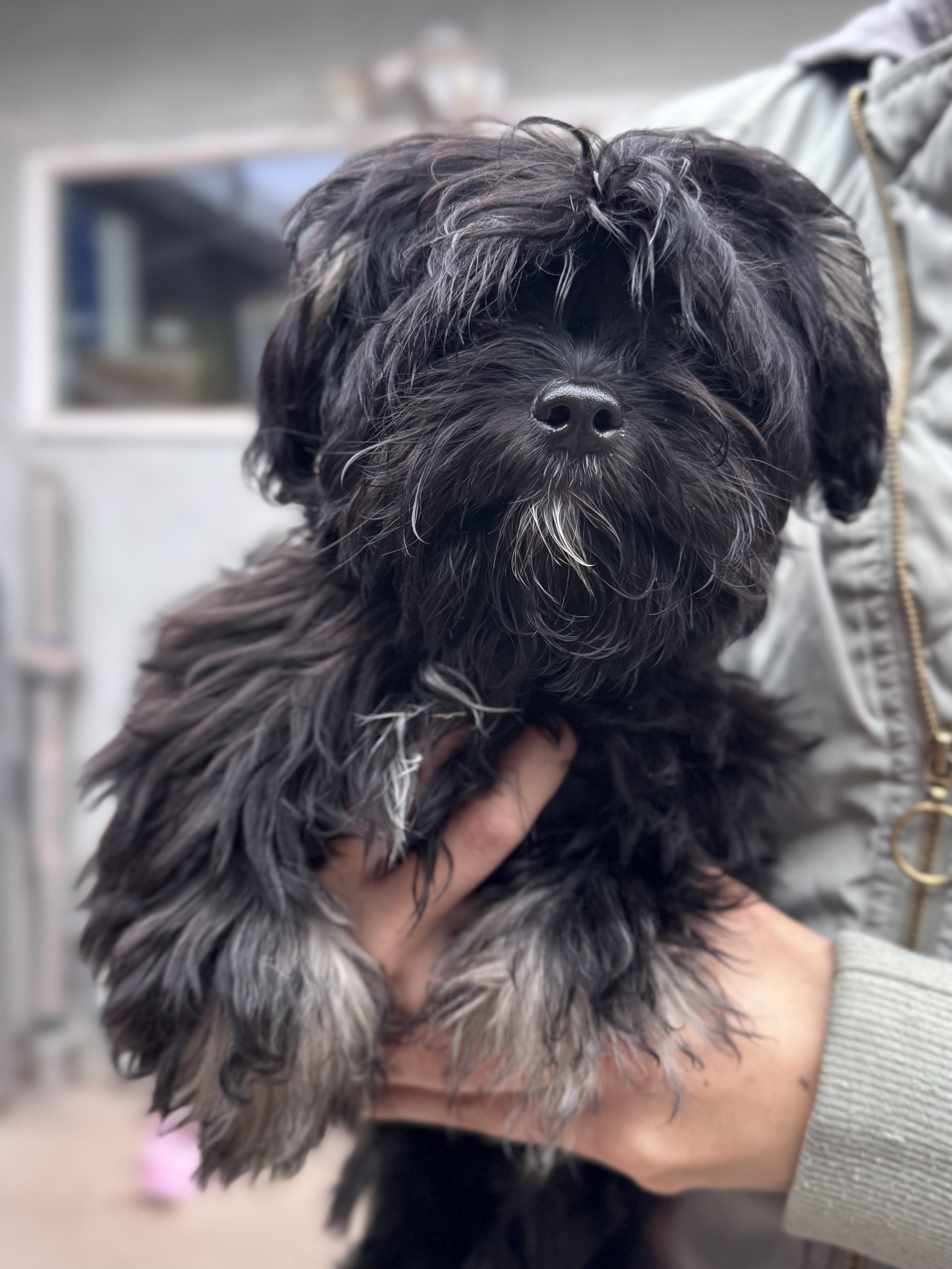 BABY LINDSEY , an adopted mixed breed in Fresno, CA image 3/3