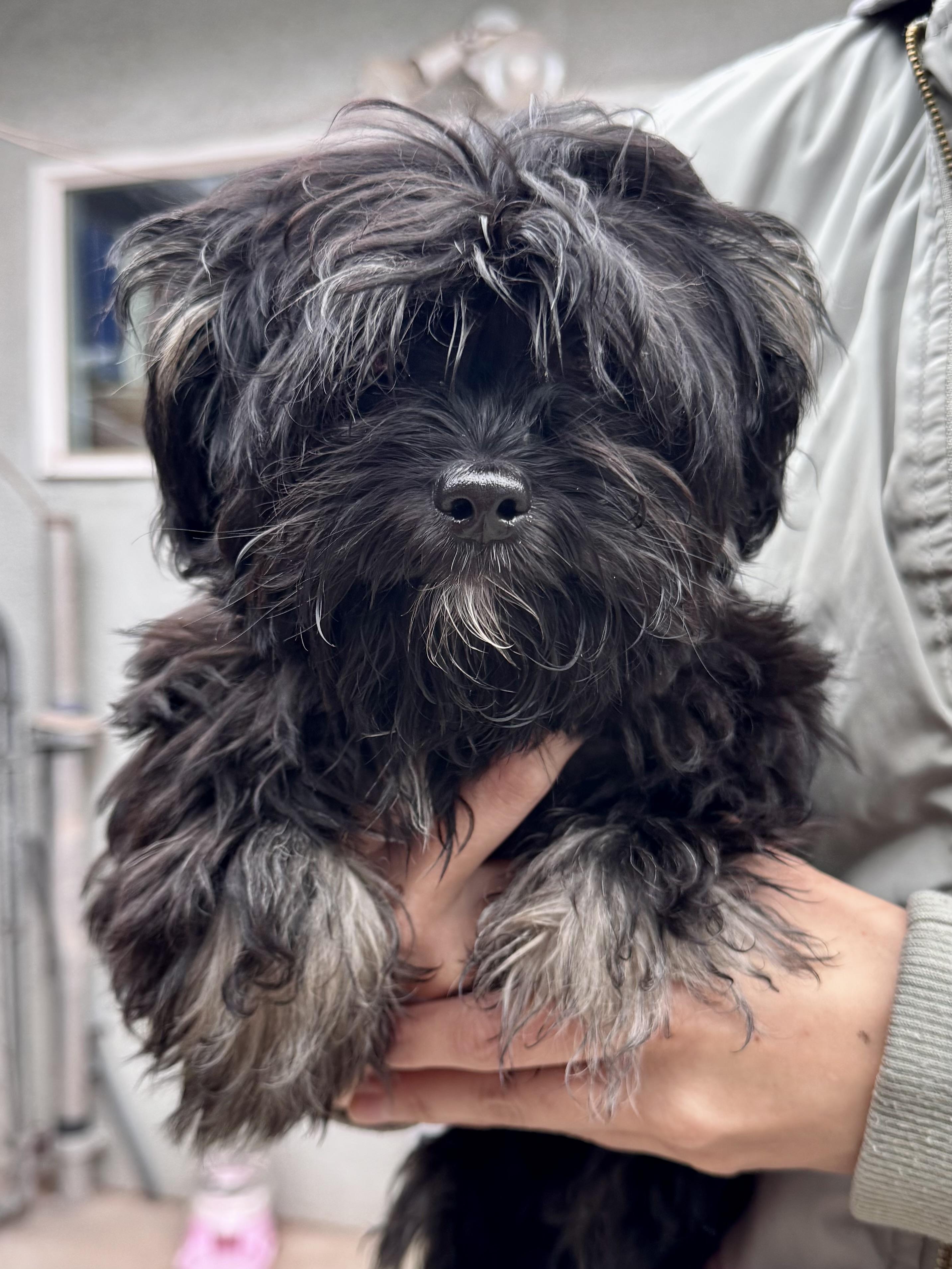 BABY LINDSEY , adopted, Puppy Female Shih Tzu.