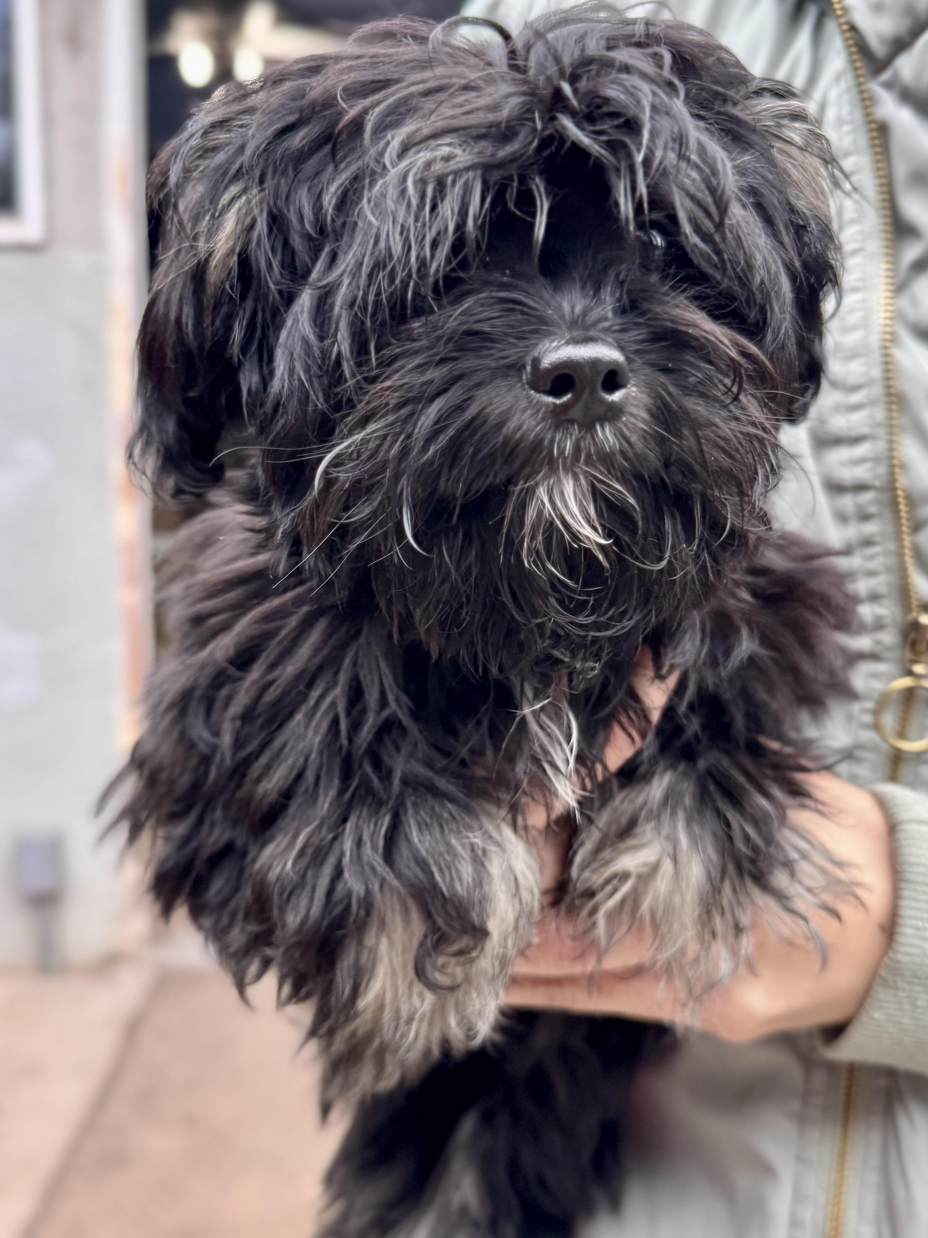 BABY LINDSEY , an adopted mixed breed in Fresno, CA image 2/3