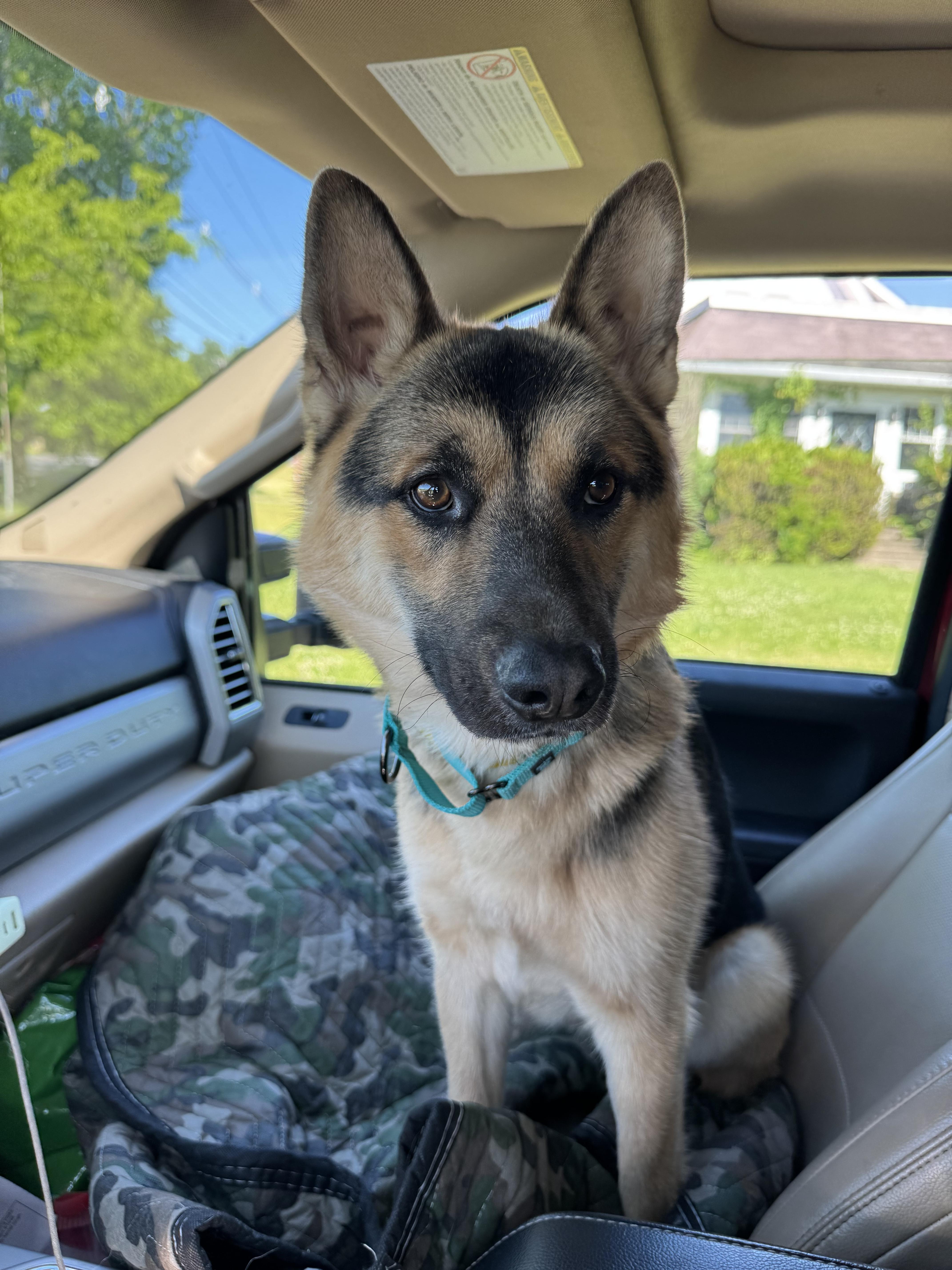 Enlarge Cosmo, a ADOPTABLE German Shepherd Dog in West hurley, NY image 2/2
