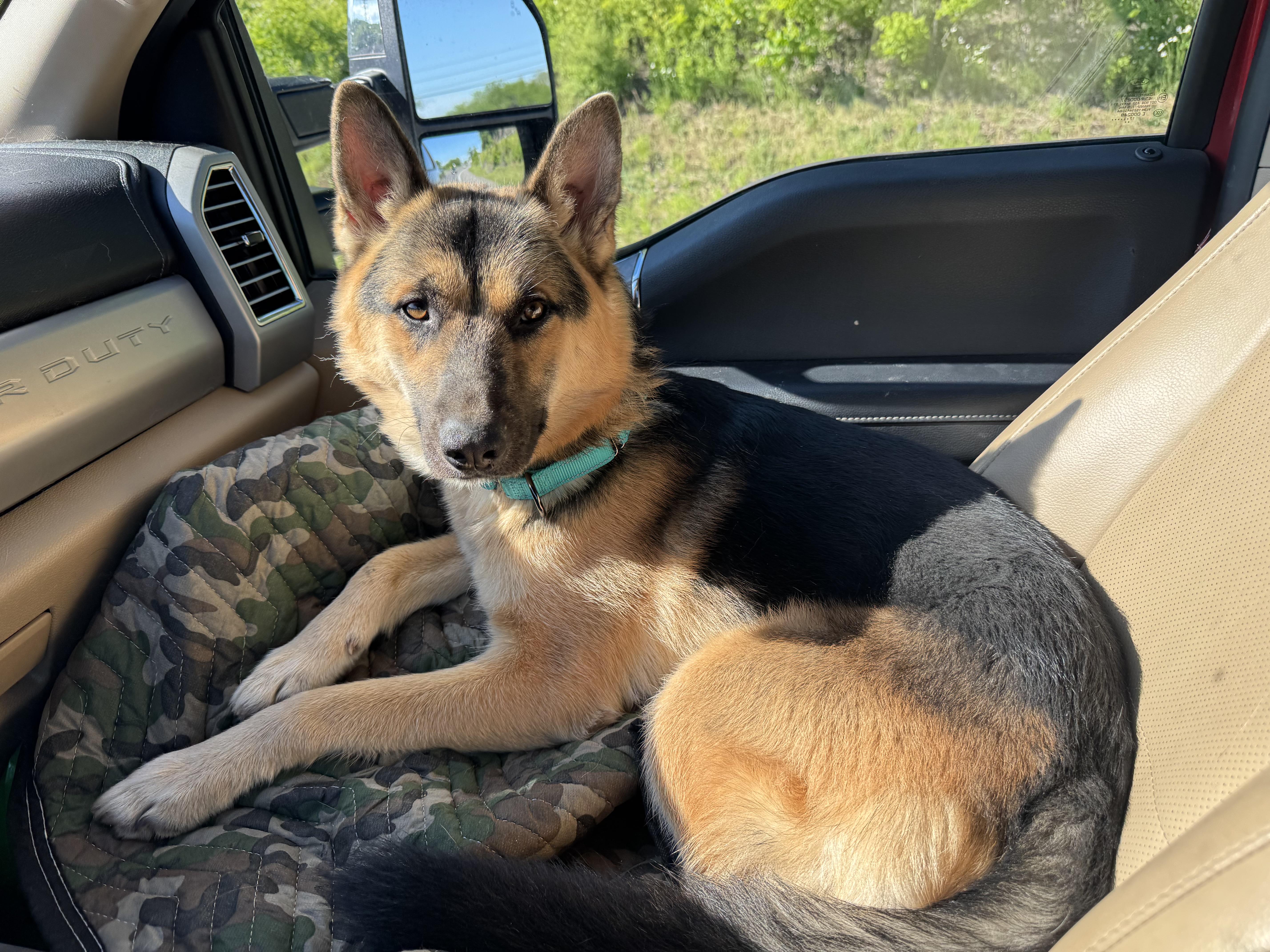 Enlarge Cosmo, a ADOPTABLE German Shepherd Dog in West hurley, NY image 1/2