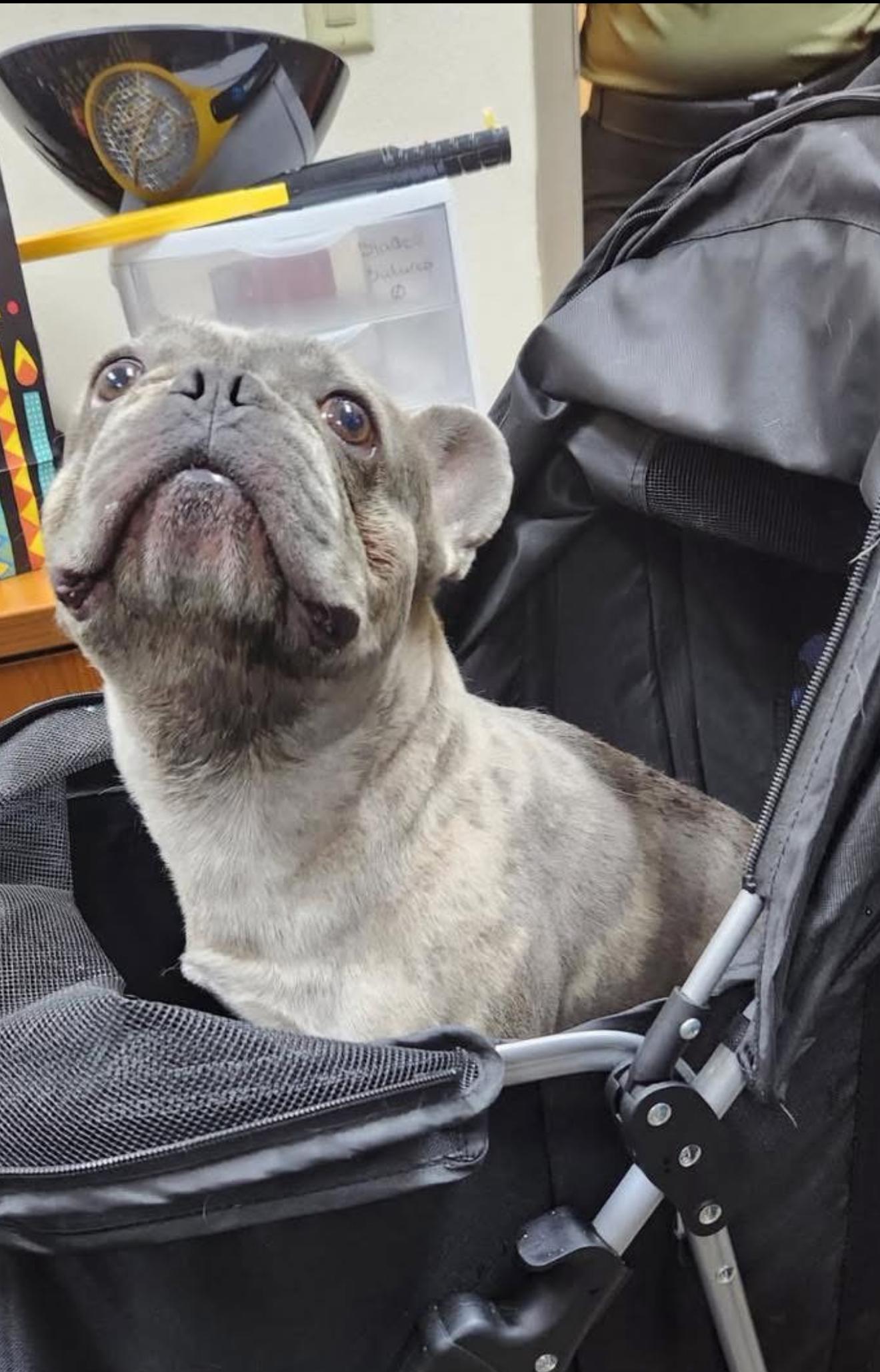 Enlarge Tank, a Adoptable French Bulldog in PALM BAY, FL image 1/6