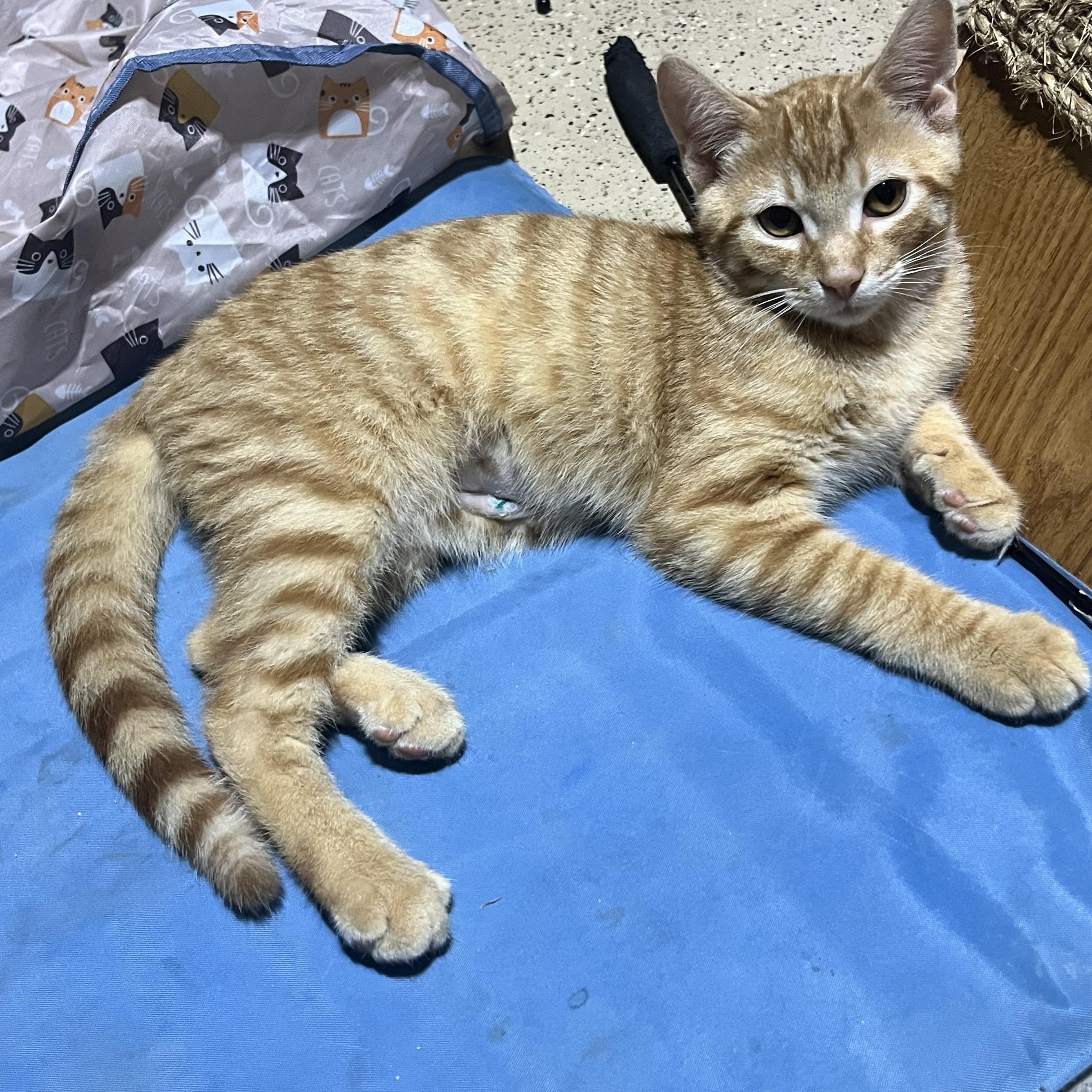 Grover, ADOPTABLE, Kitten Male Domestic Short Hair.