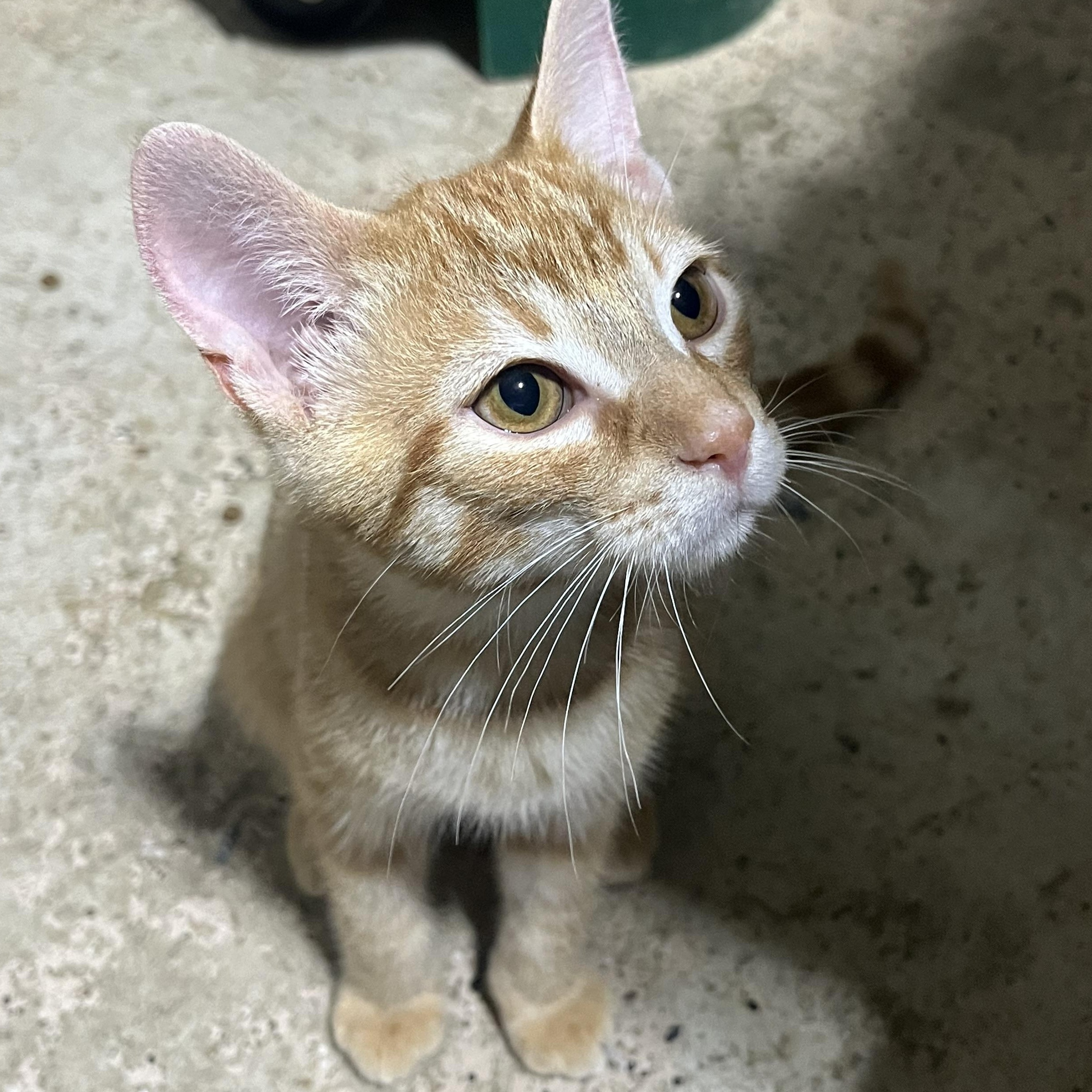 Grover, a ADOPTABLE Domestic Short Hair in Hamilton, ON image 4/5