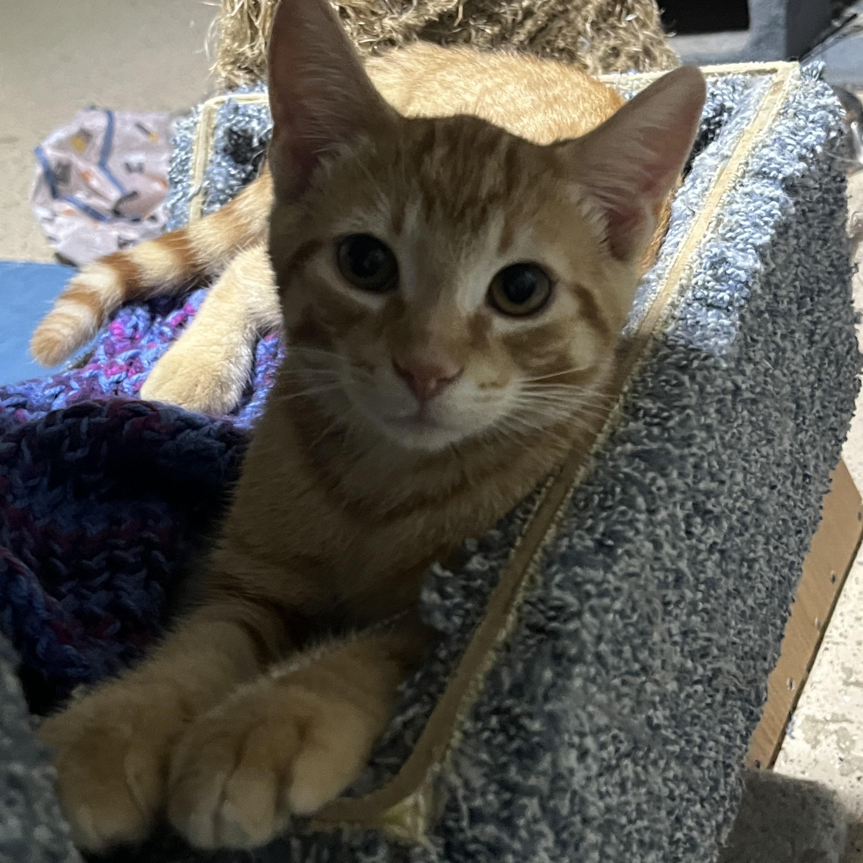 Grover, a ADOPTABLE Domestic Short Hair in Hamilton, ON image 2/5