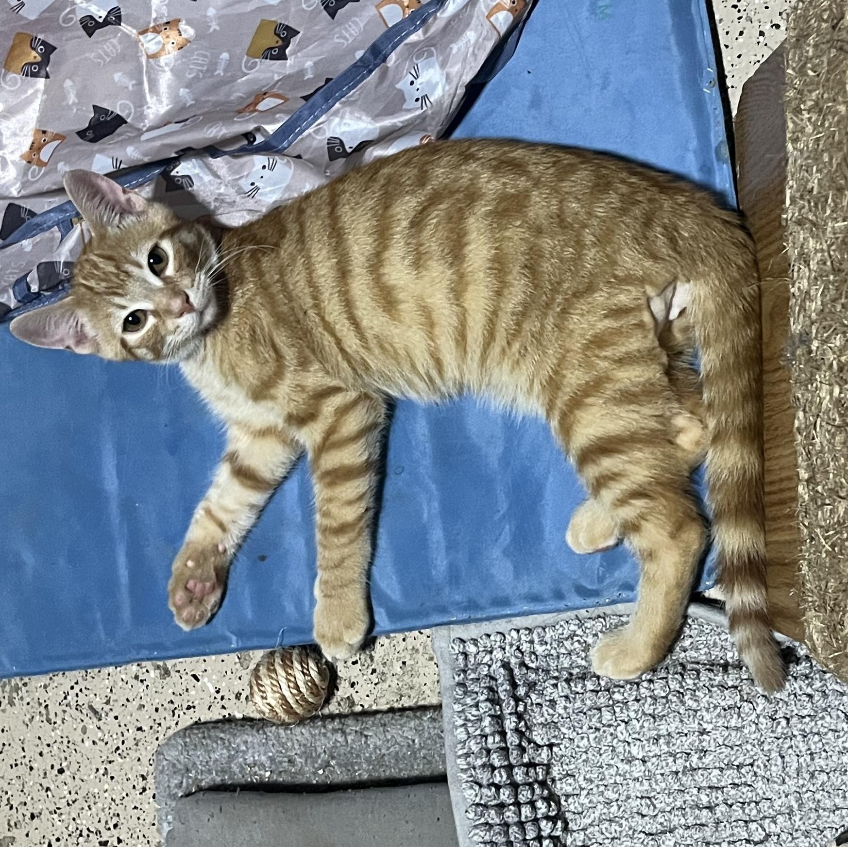 Grover, a ADOPTABLE Domestic Short Hair in Hamilton, ON image 5/5