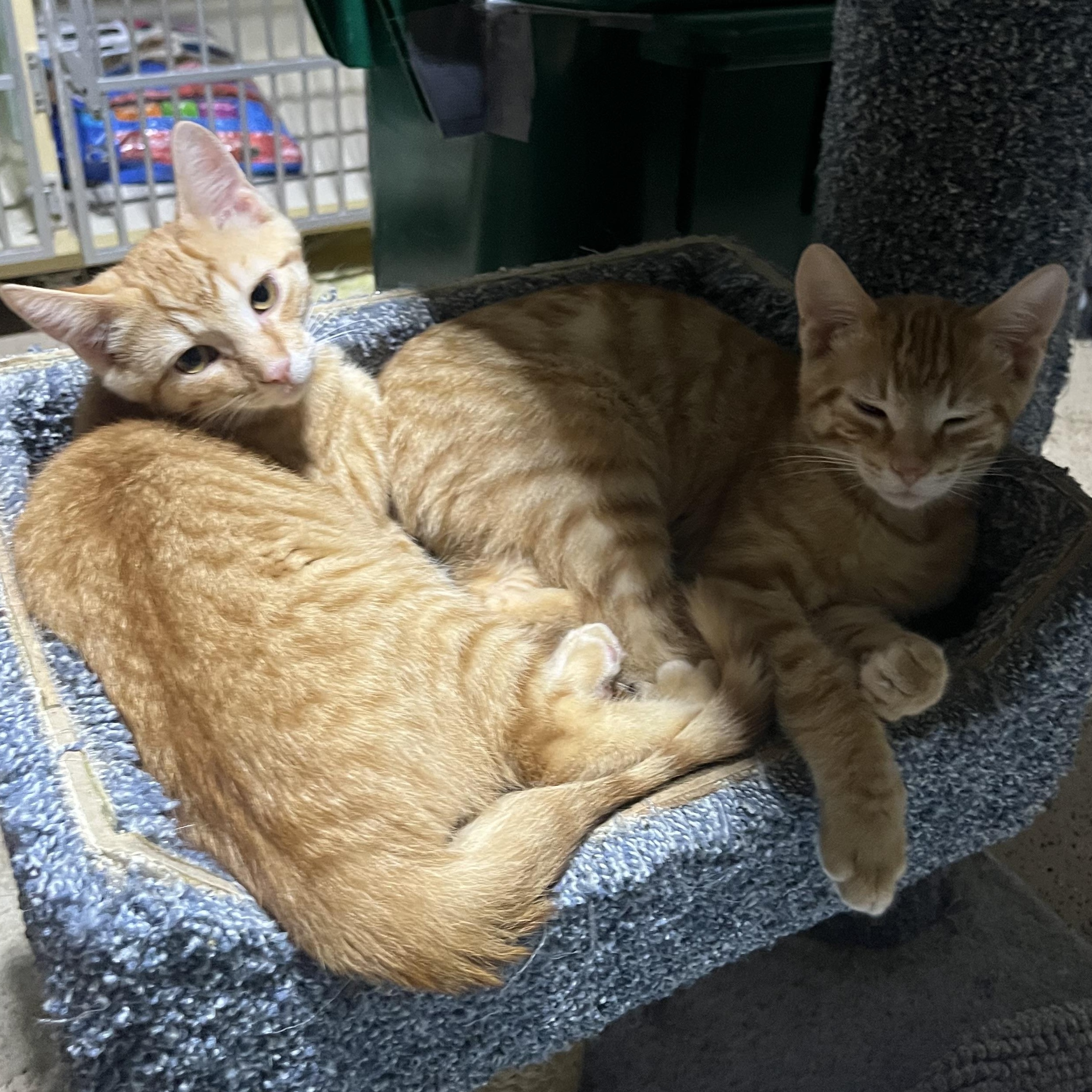 Enlarge Grover and Oscar, a Adoptable Domestic Short Hair in Hamilton, ON image 2/4