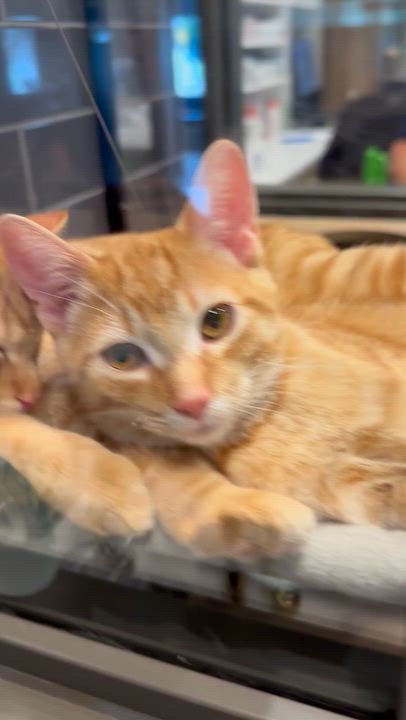 Enlarge Grover and Oscar, a Adoptable Domestic Short Hair in Hamilton, ON video 1/4