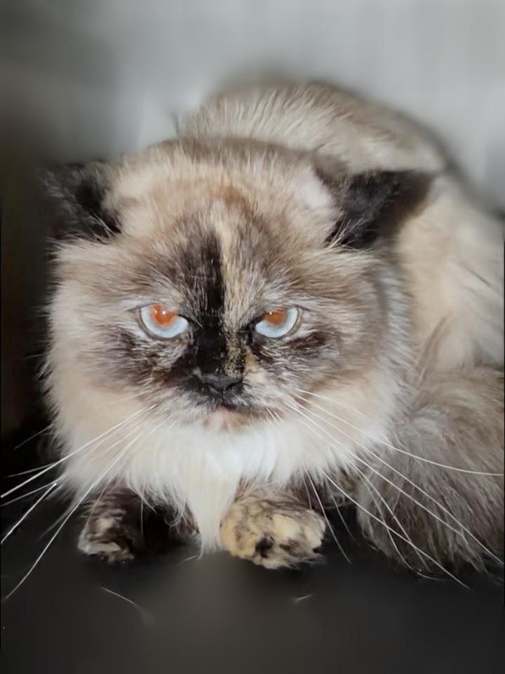 Miso, adopted, Young Female Himalayan.