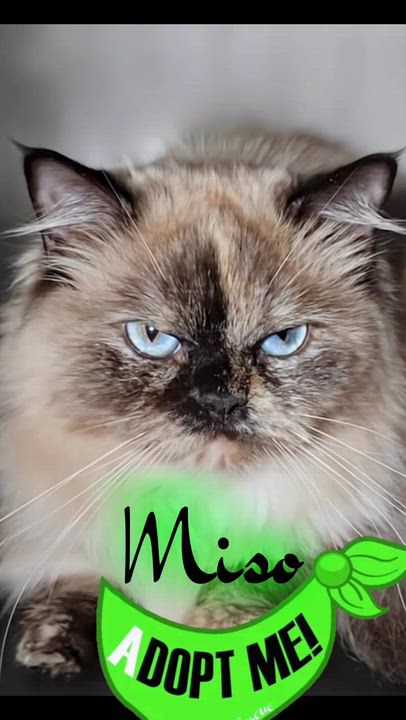 Enlarge Miso, an adopted Himalayan in Syosset, NY video 2/3