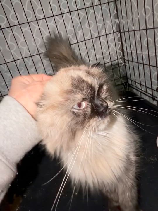 Enlarge Miso, an adopted Himalayan in Syosset, NY video 3/3