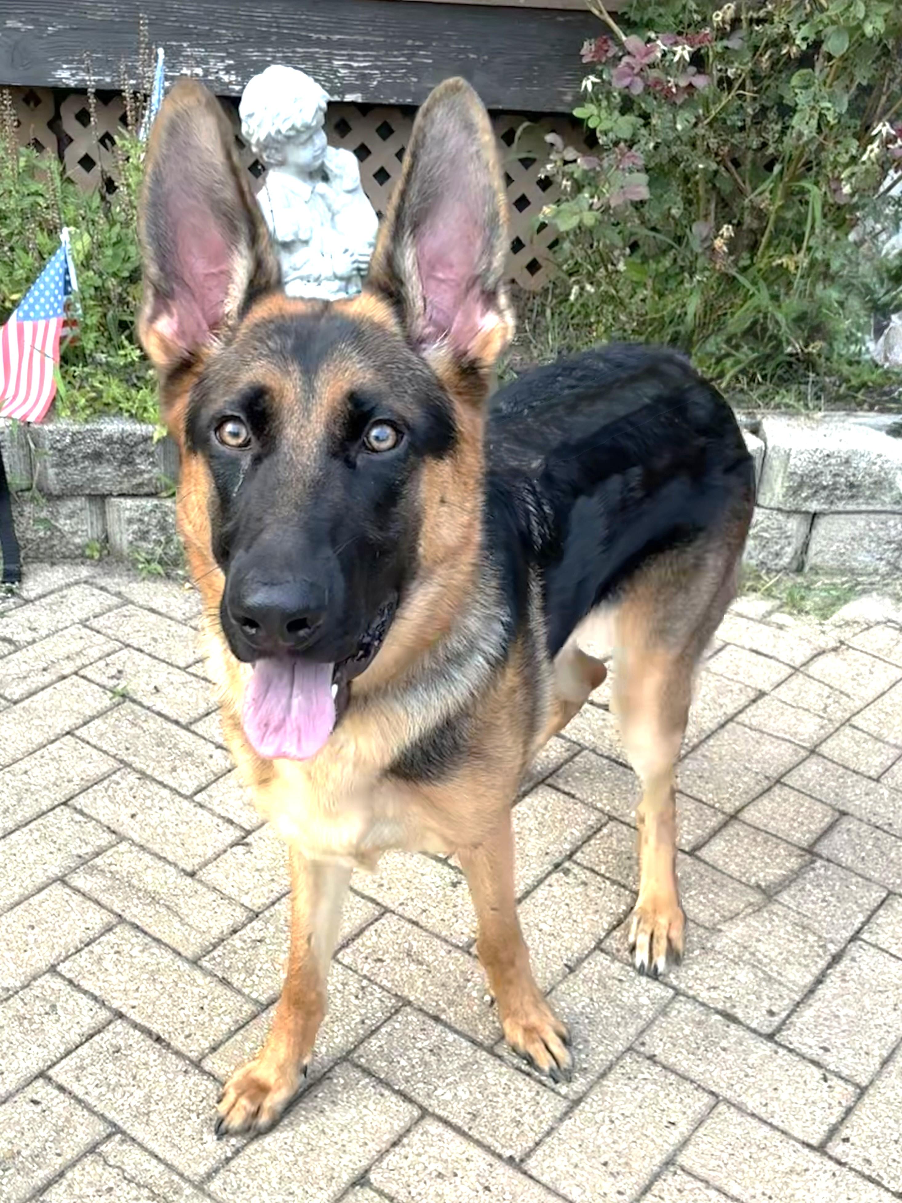 Vena, Adoptable, Young Female German Shepherd Dog.