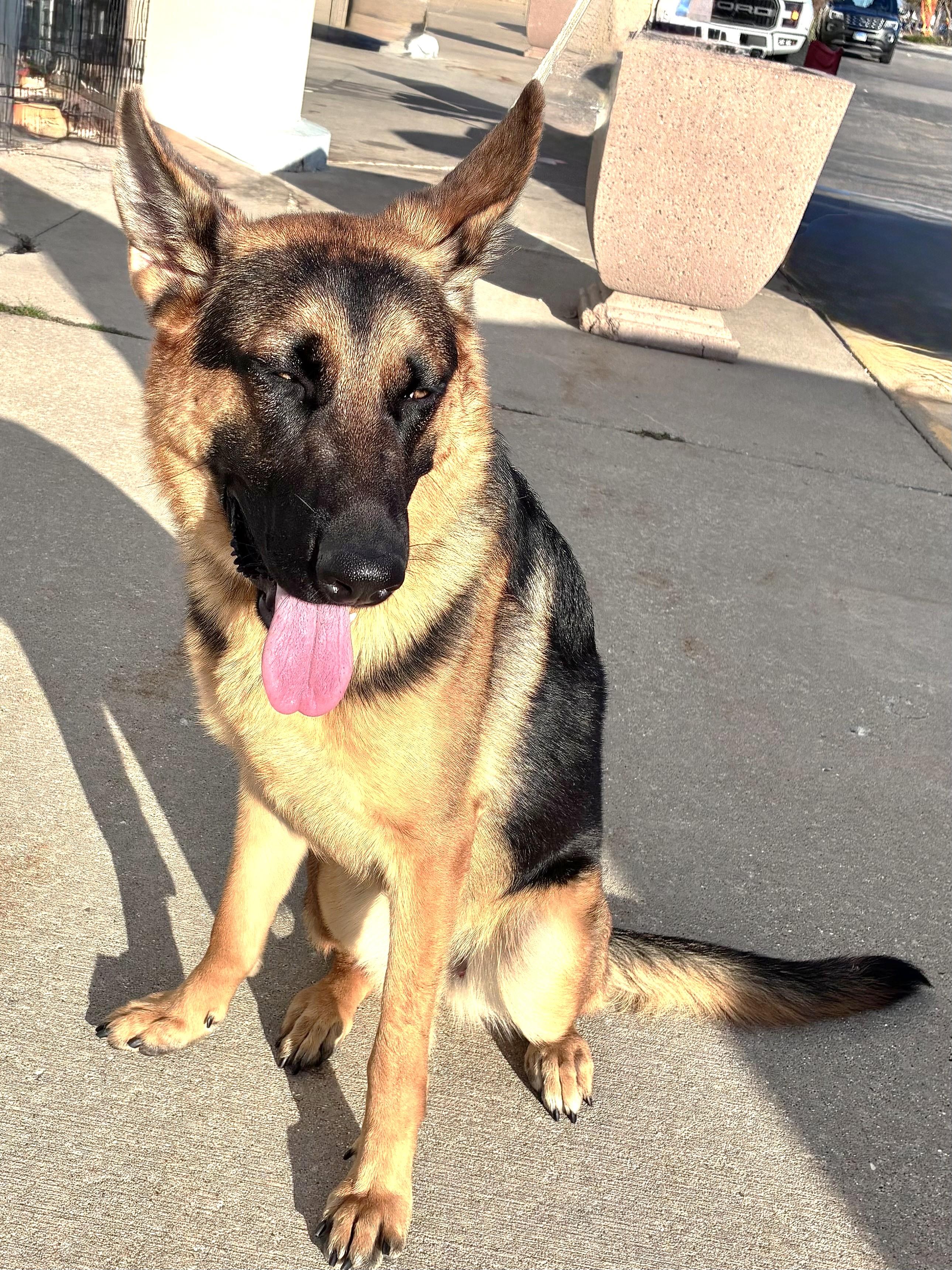 Enlarge Vena, a Adoptable German Shepherd Dog in West Chicago, IL image 2/3