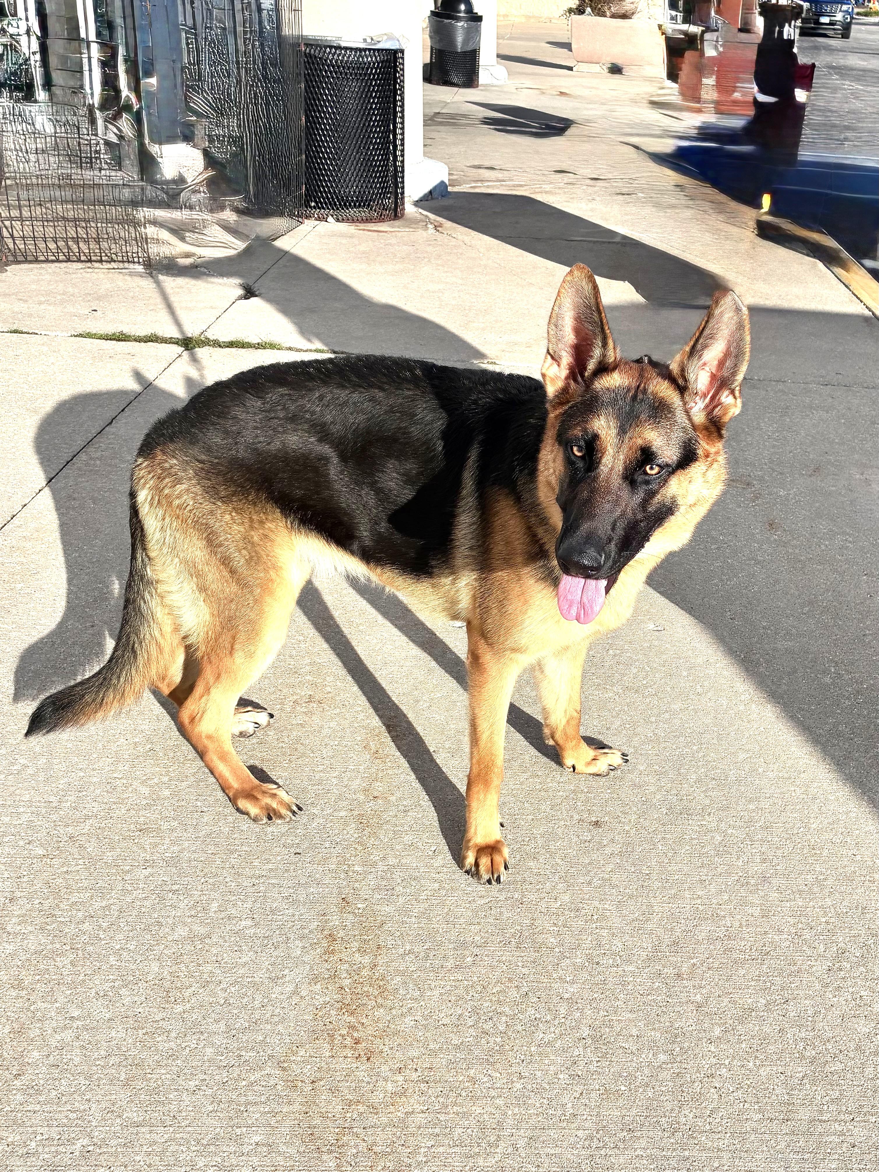 Enlarge Vena, a Adoptable German Shepherd Dog in West Chicago, IL image 3/3