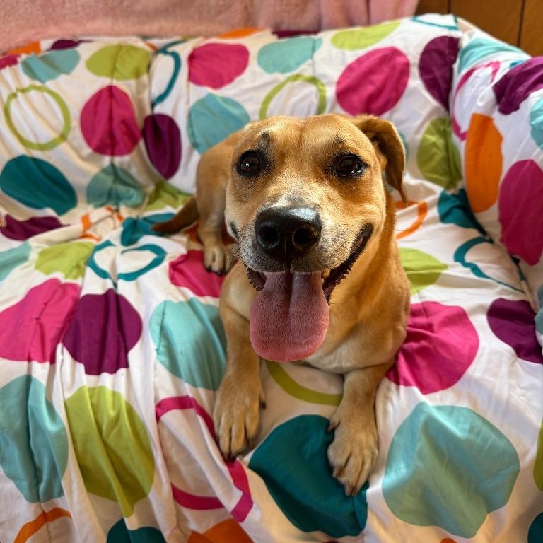 Enlarge Madigan, a ADOPTABLE mixed breed in Benld, IL image 2/2