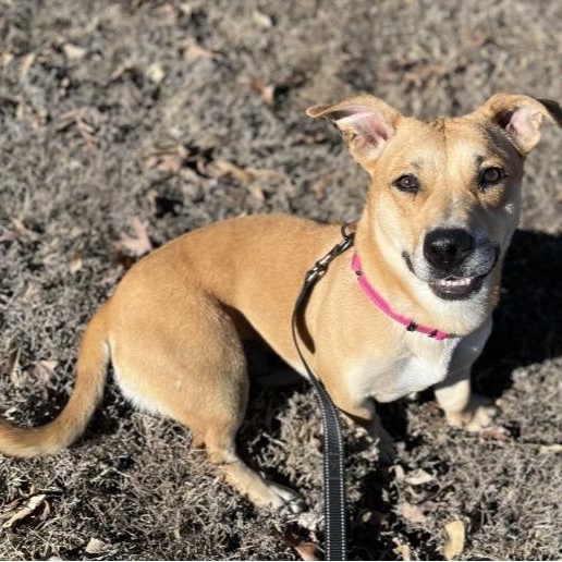 Madigan, ADOPTABLE, Young Female Corgi & Pit Bull Terrier.