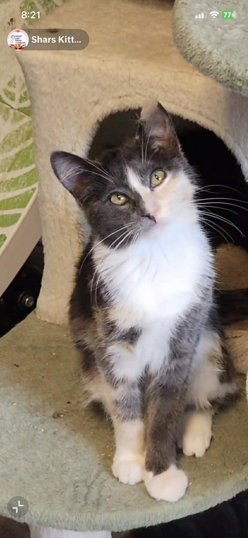 Chef, ADOPTABLE, Kitten Female Domestic Short Hair.