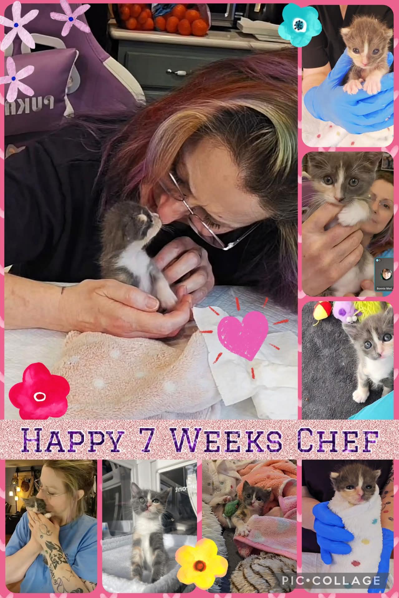 Chef, a ADOPTABLE Domestic Short Hair in Lacey, WA image 3/6