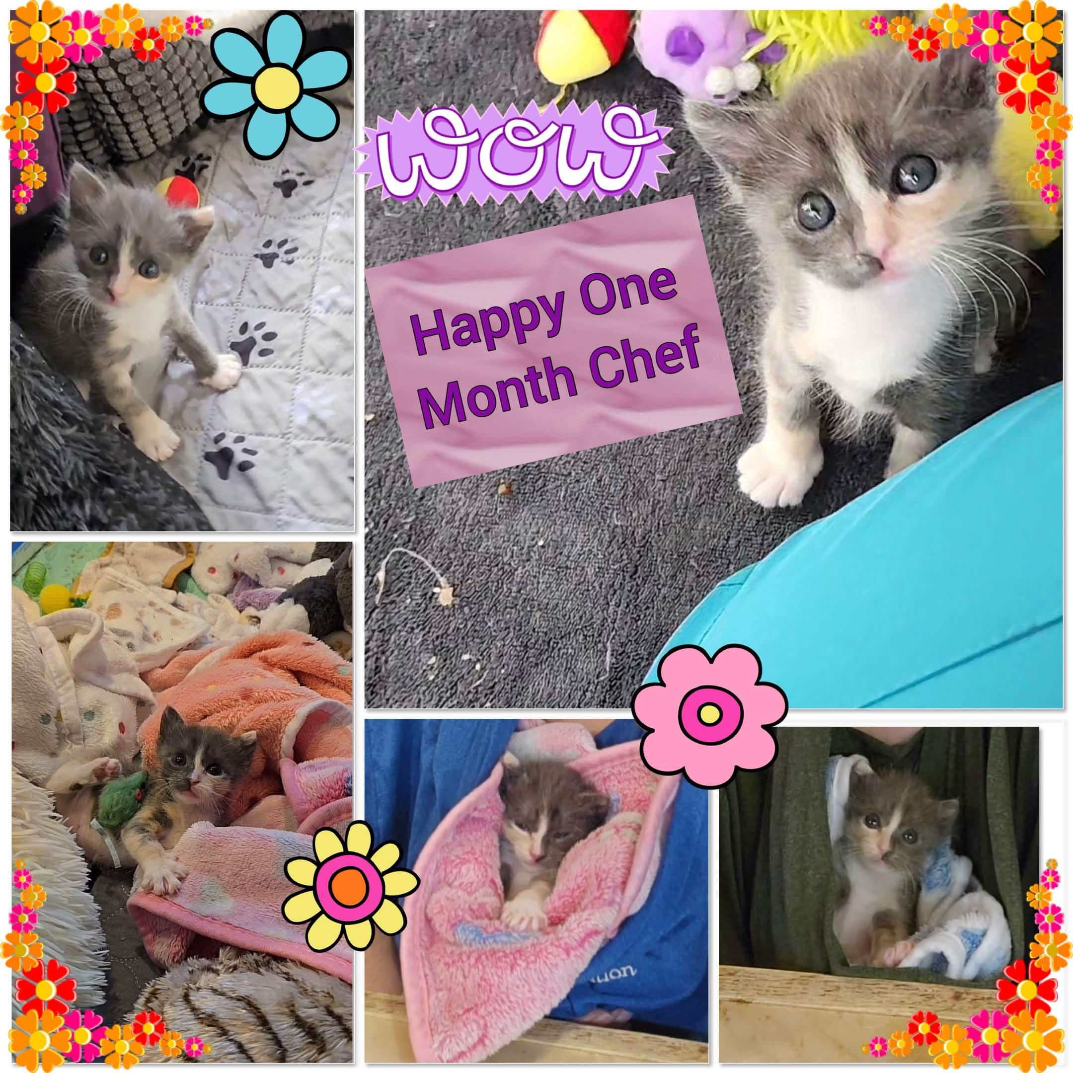 Chef, a ADOPTABLE Domestic Short Hair in Lacey, WA image 5/6
