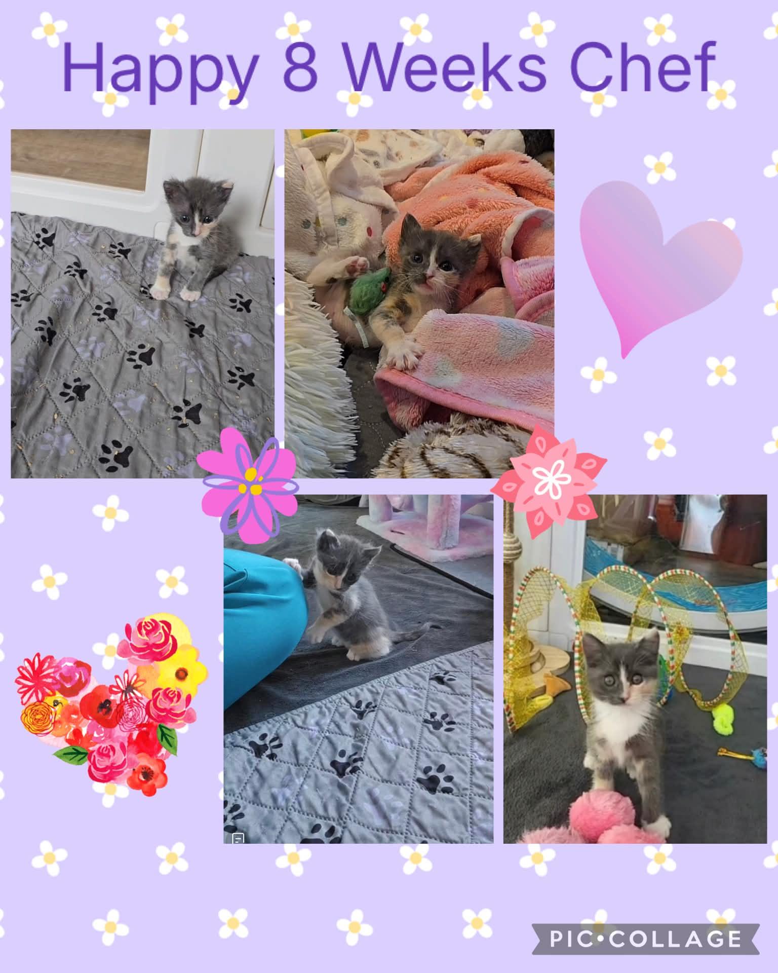 Chef, a ADOPTABLE Domestic Short Hair in Lacey, WA image 2/6